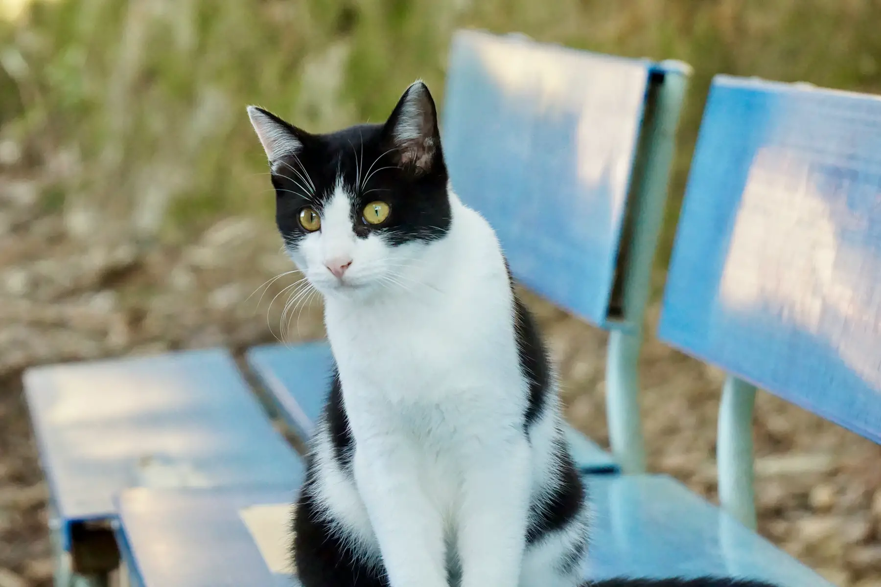 A black-and-white cat sitting on a bench