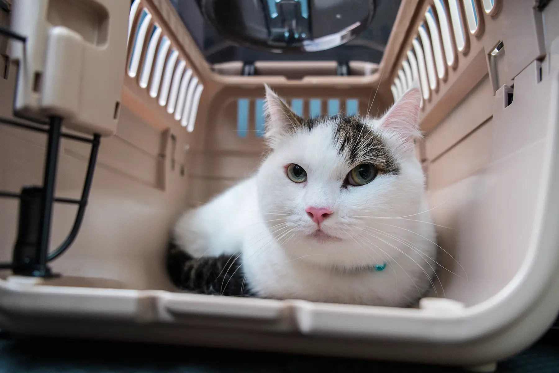 A cat in a pet carrier