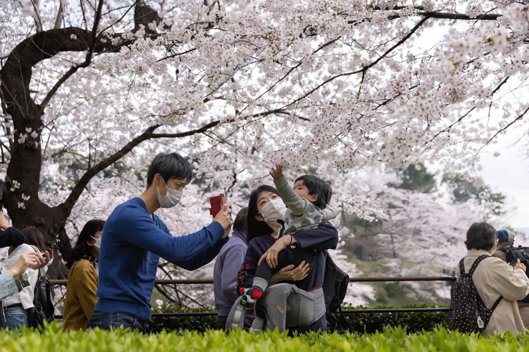 A mother holds a child while a father takes a photo at the Cherry Blossom Festival in Tokyo