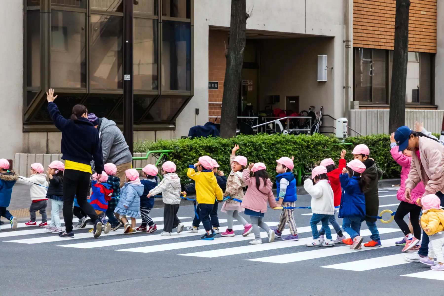 A group of kindergarten students and their supervisors cross the street