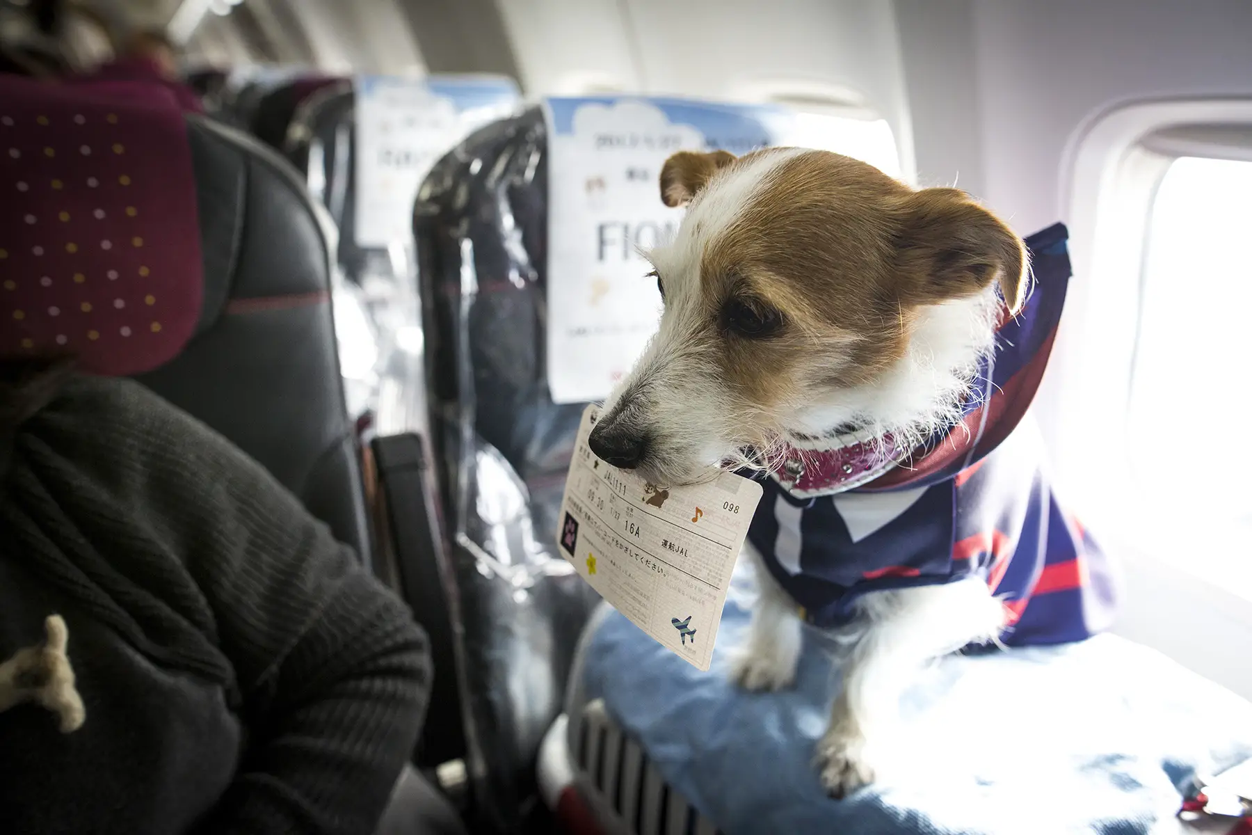 A dog with a ticket in its mouth on plane