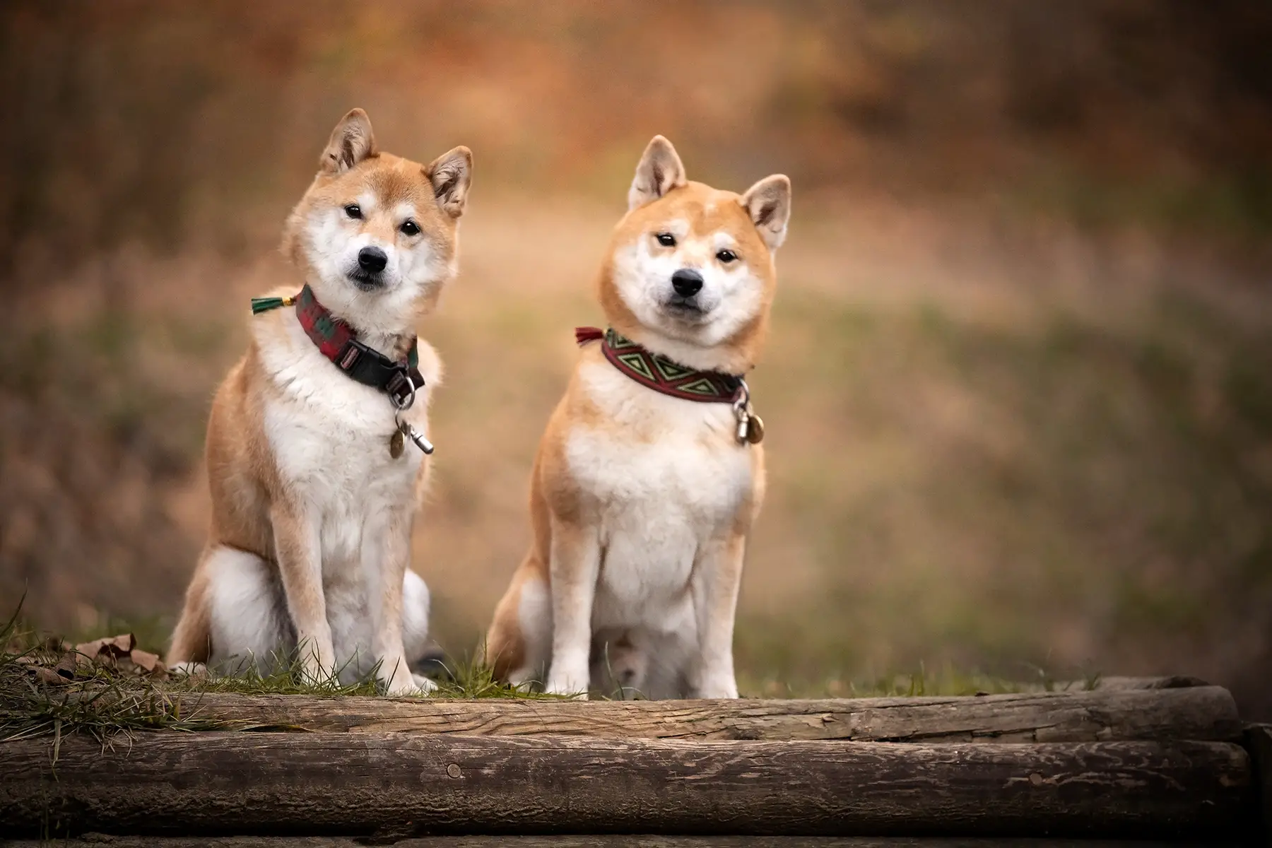 Two shiba inu dogs sit side by side and stare curiously into the lens. Outdoor photo