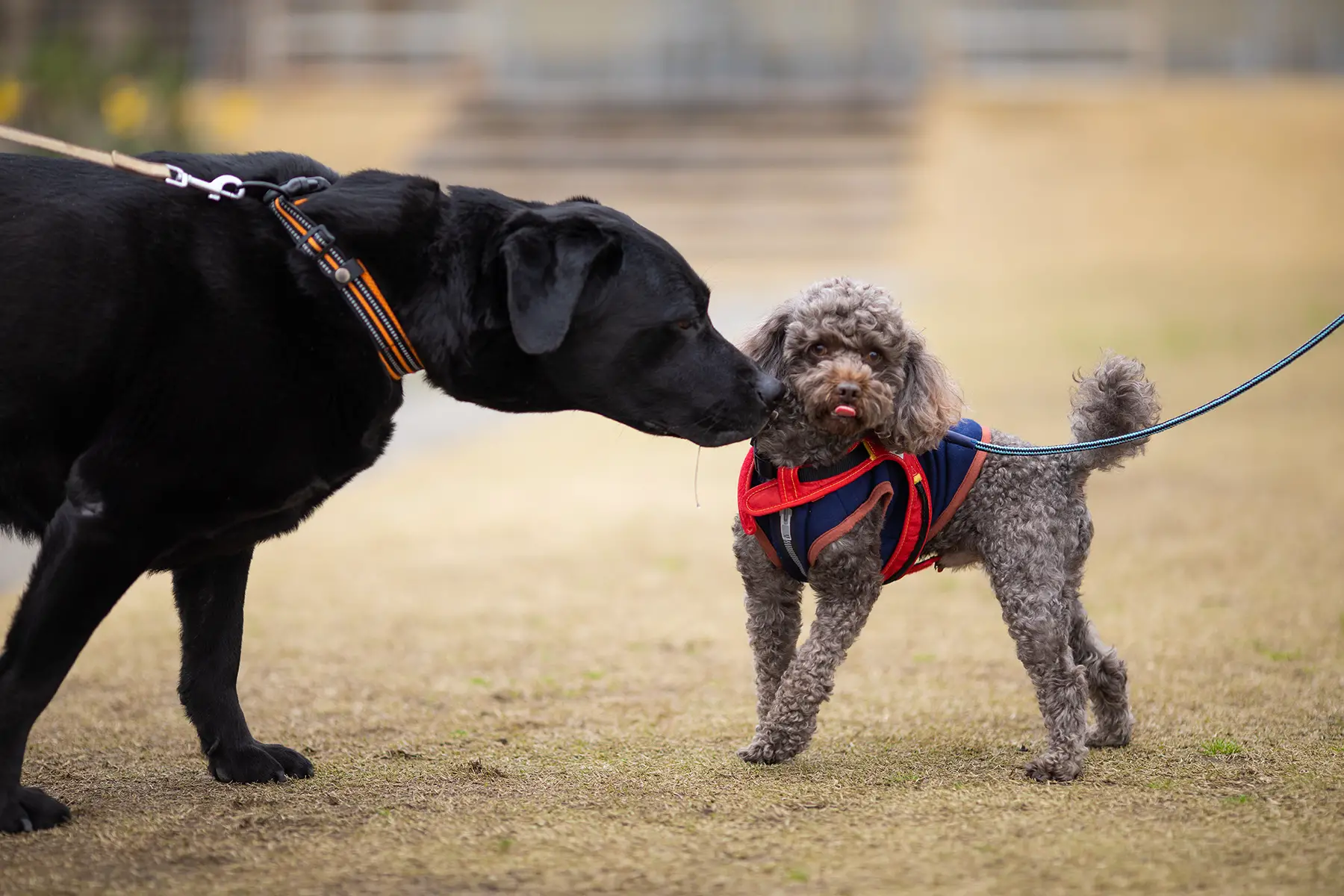 A large black dog and a medium-sized curly gray dog, both on leads, meet in the park