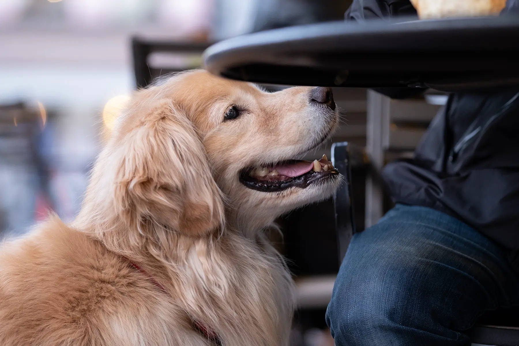 Pets in public in Japan: a golden retriever sitting next to a table in a café