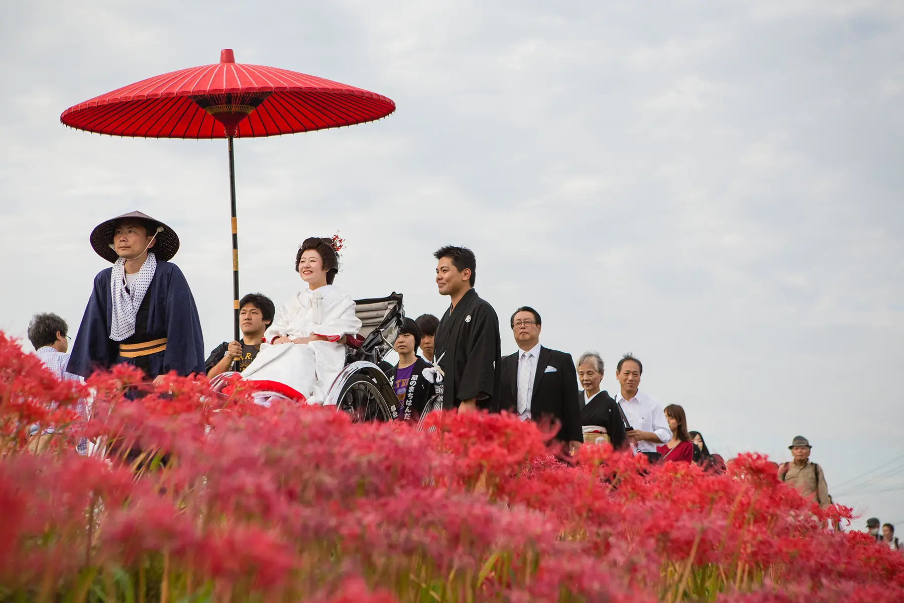 Lycoris Radiatas flowers in full bloom near the Yakachi River in Handa city where the bride rides in a rickshaw, and the groom walks alongside during their traditional Japanese style wedding.  