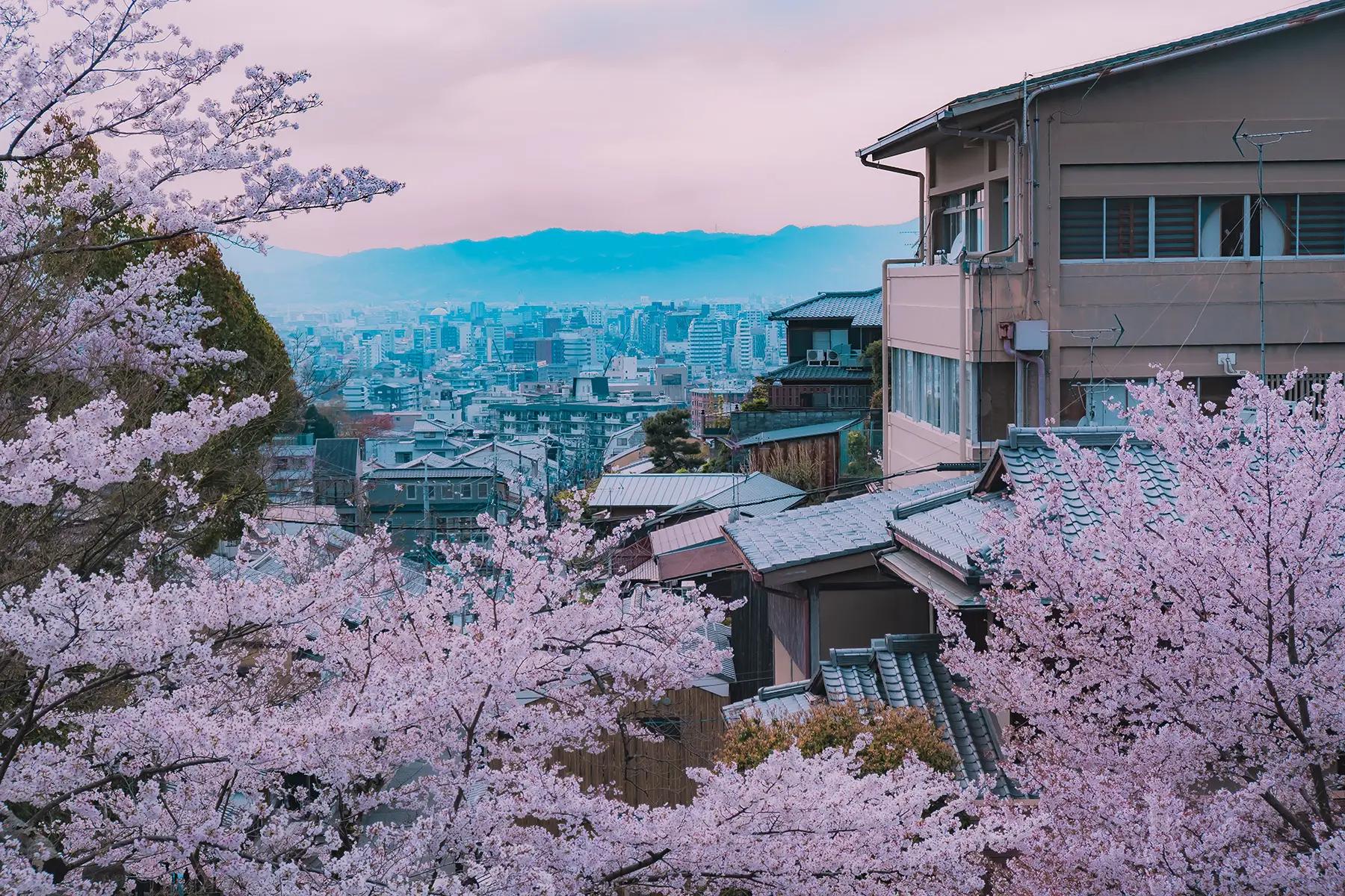 A view of Kyoto framed by cherry blossoms
