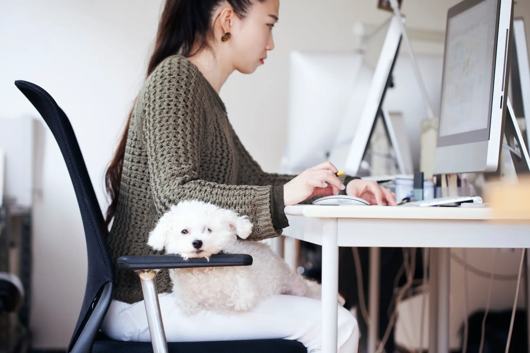Woman sits at desk and uses computer while a white dog sits on her knees - you can bring your pets when moving to Japan