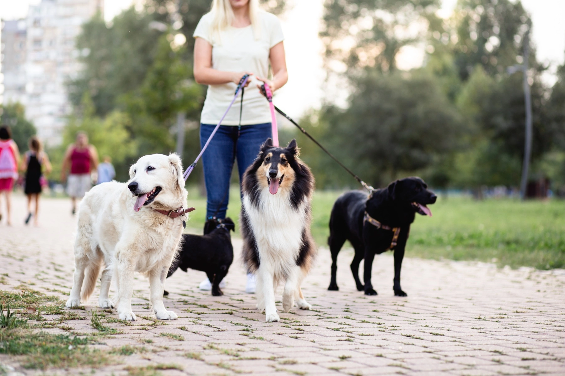 a dog walker walking four dogs in a green park