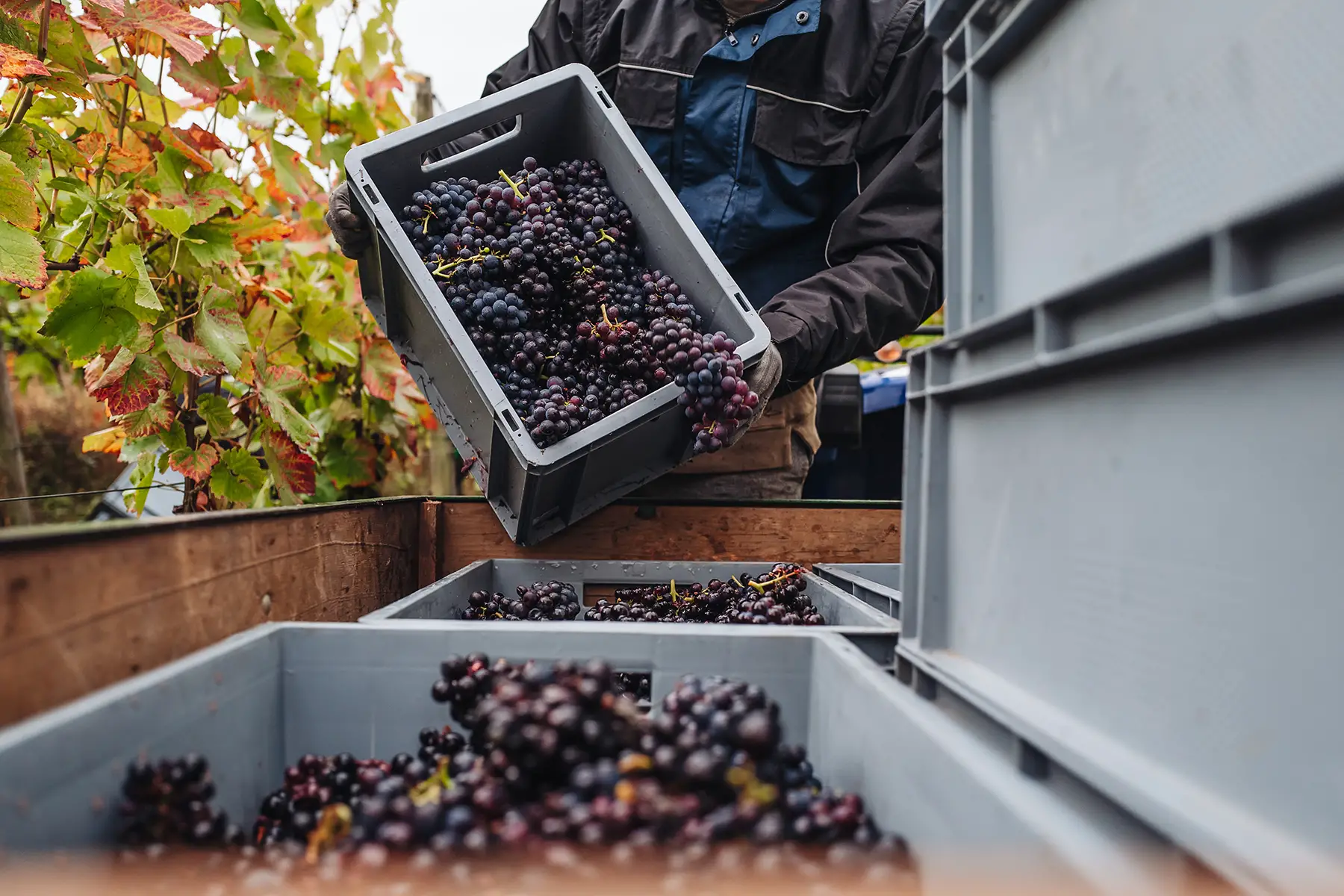 Harvesting pinot noir grapes in Luxembourg