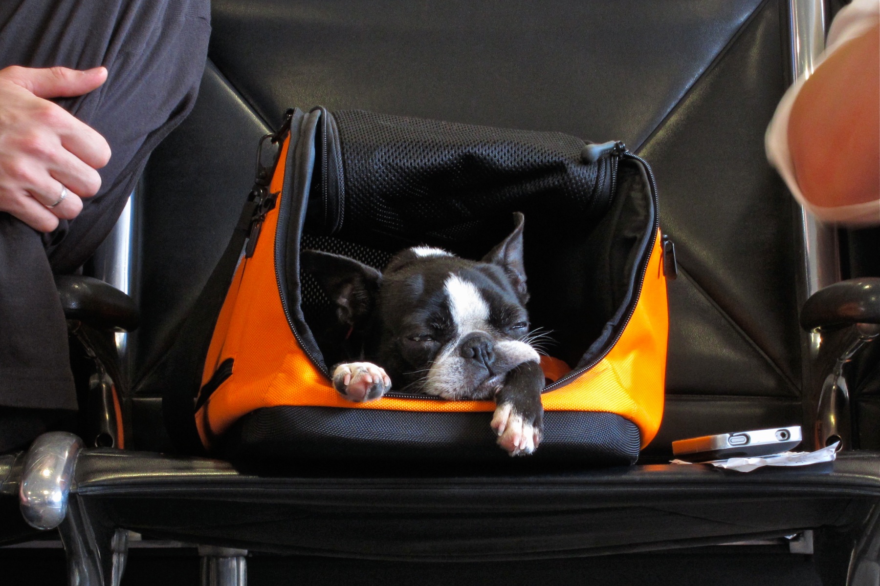 a sleepy dog waits in its carry-on container at an airport