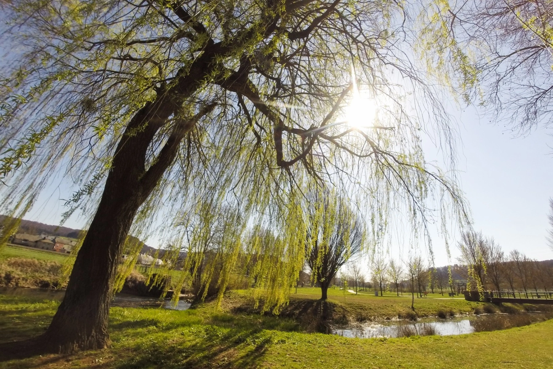 a towering willow tree in the lush geen parc communal in Mersch