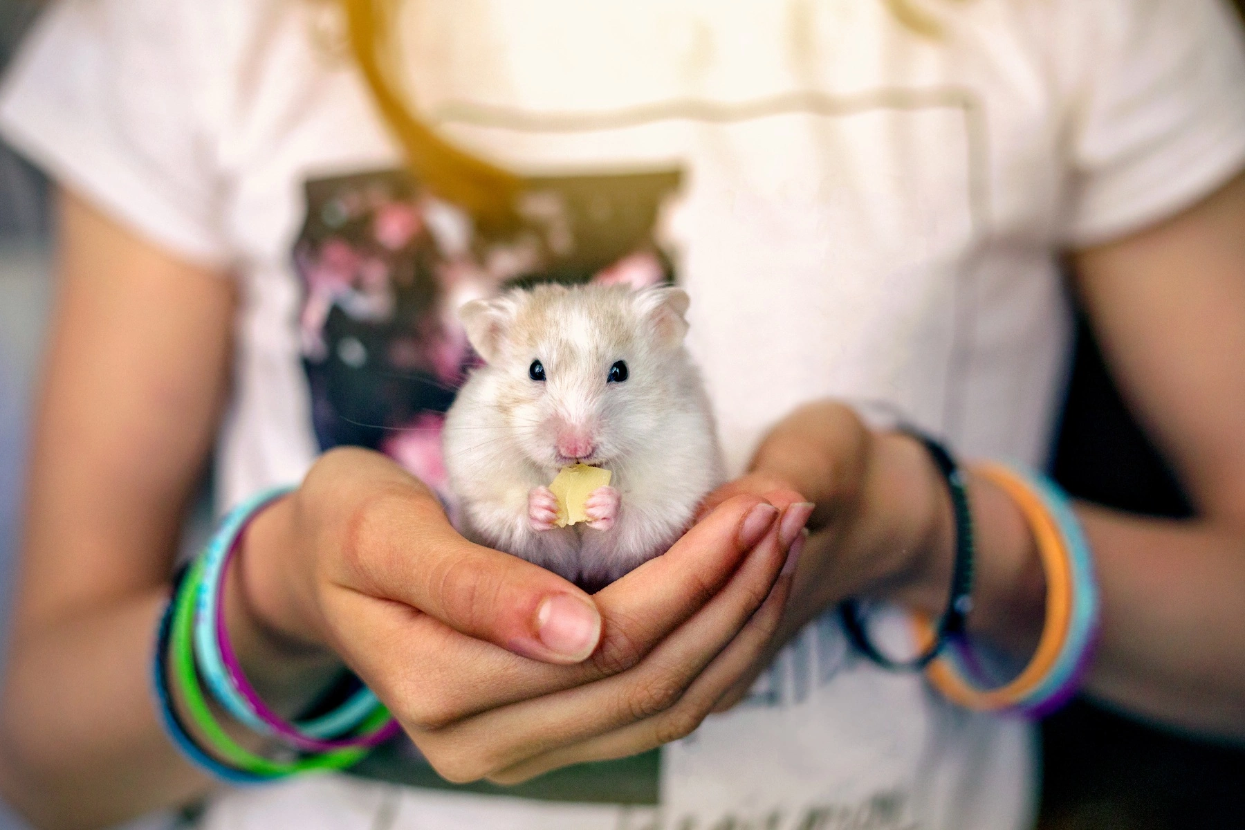 a close up of a cute pet hamster sitting in the hands of a little girl