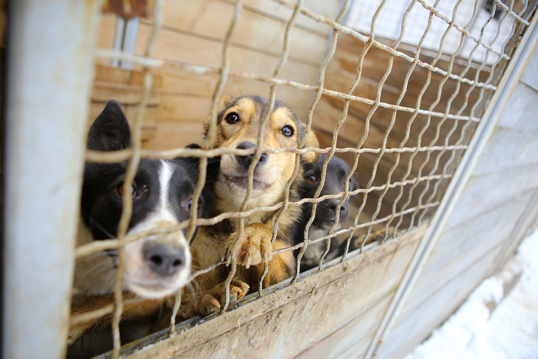 two dogs looking at the camera from inside the cage at an animal shelter