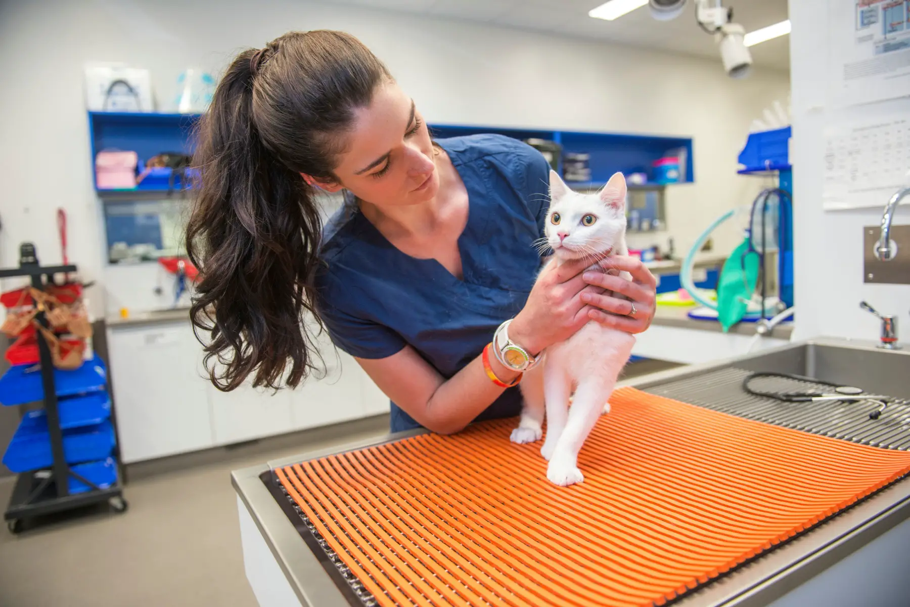 a female veterinarian examining a cat in a clinic