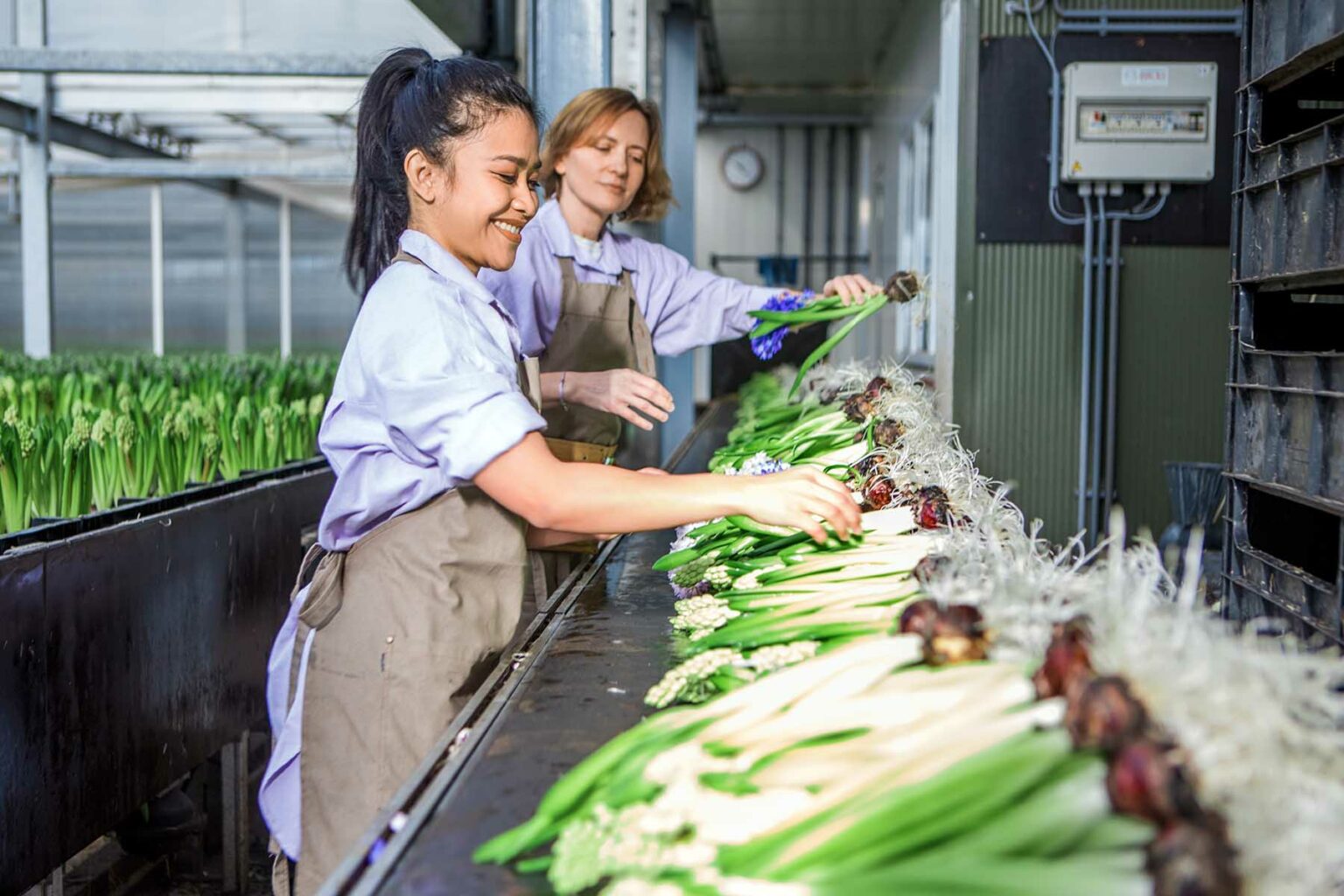 Two women working in a production line of a flower factory. They're sorting tulips, while hyacinths grow behind them.