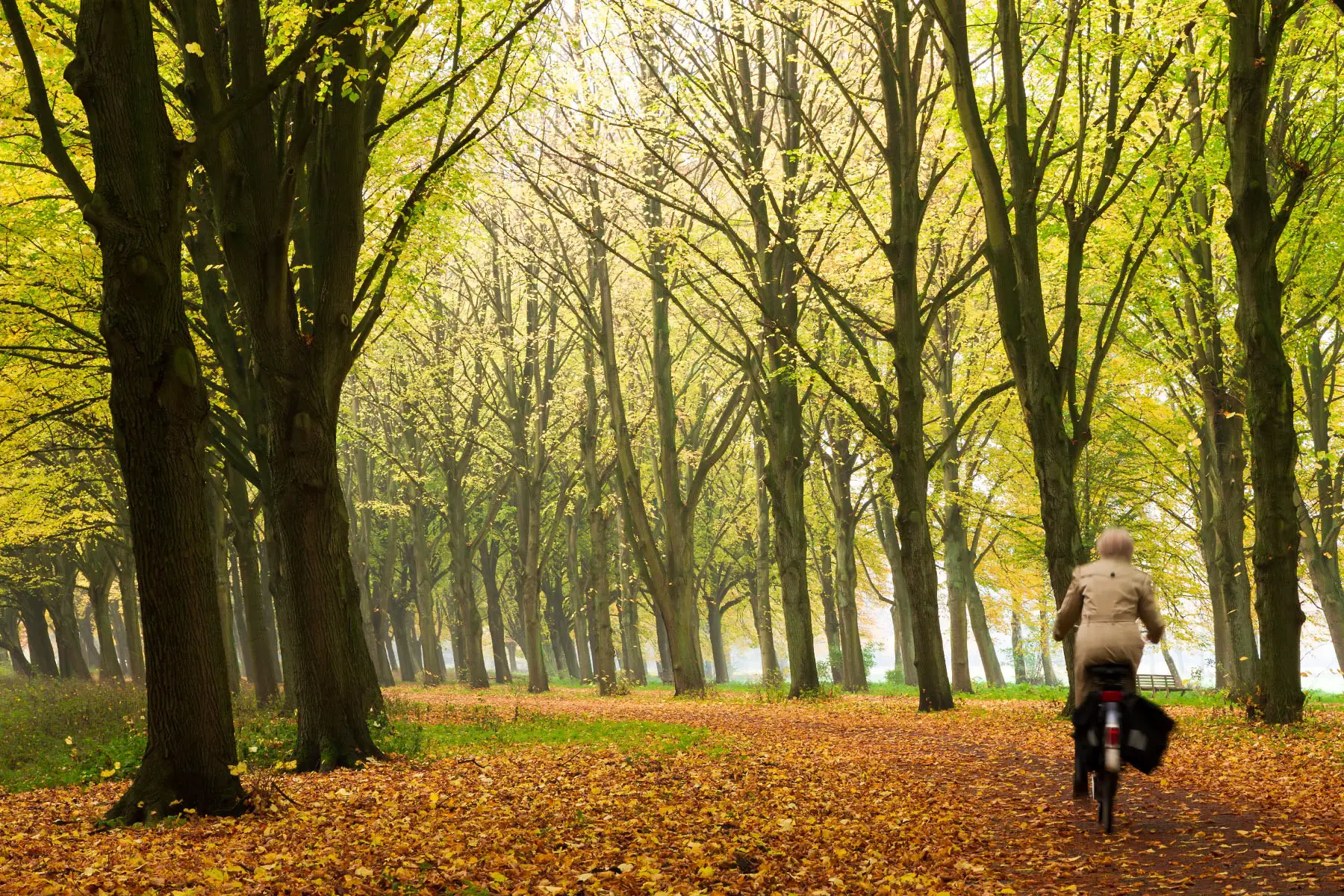 A woman riding a bicycle through a canopy of trees in autumn in Amsterdamse Bos