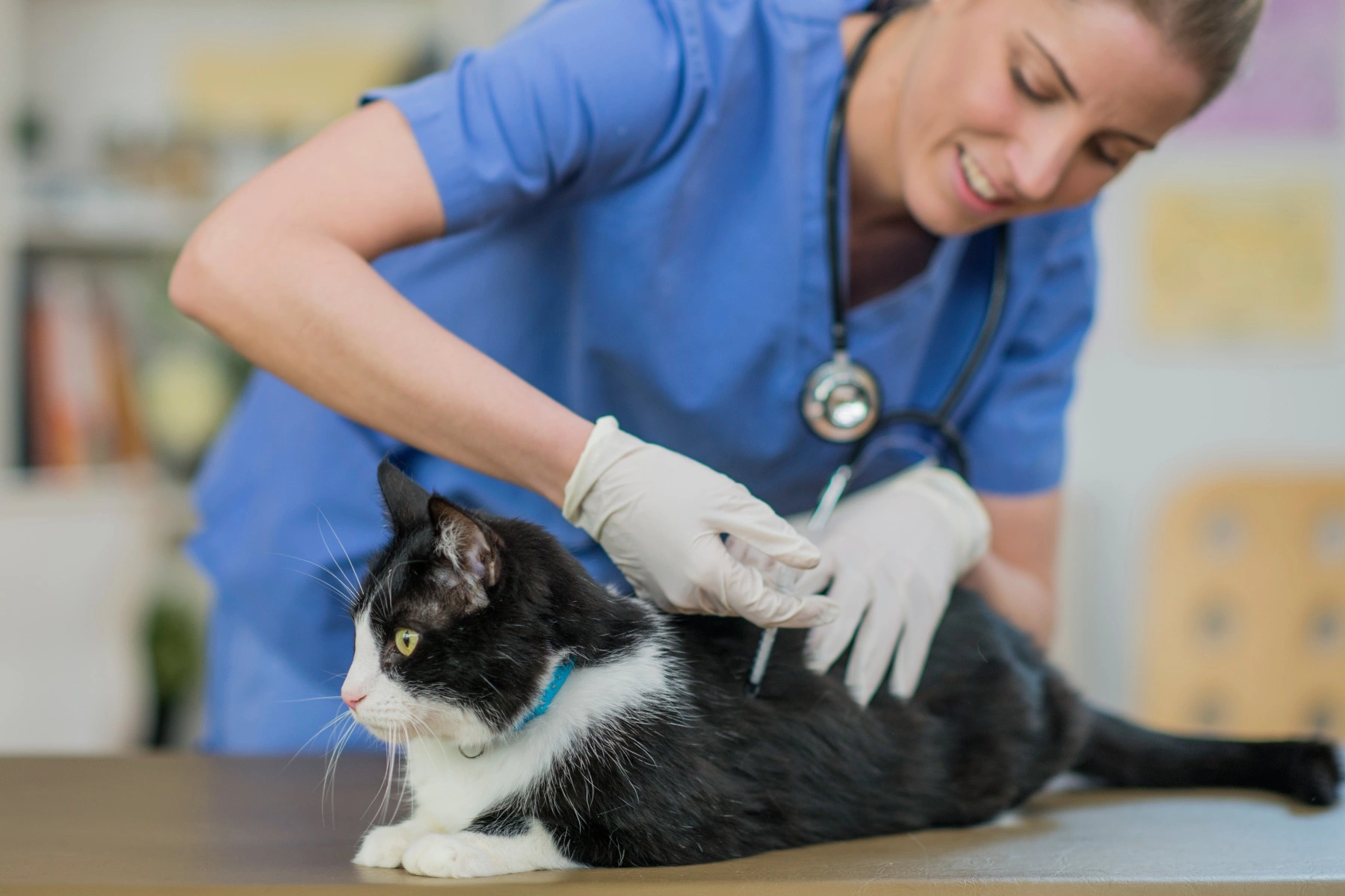a female veterinarian wearing medical clothing and looking down as she vaccinates a black and white cat on a table