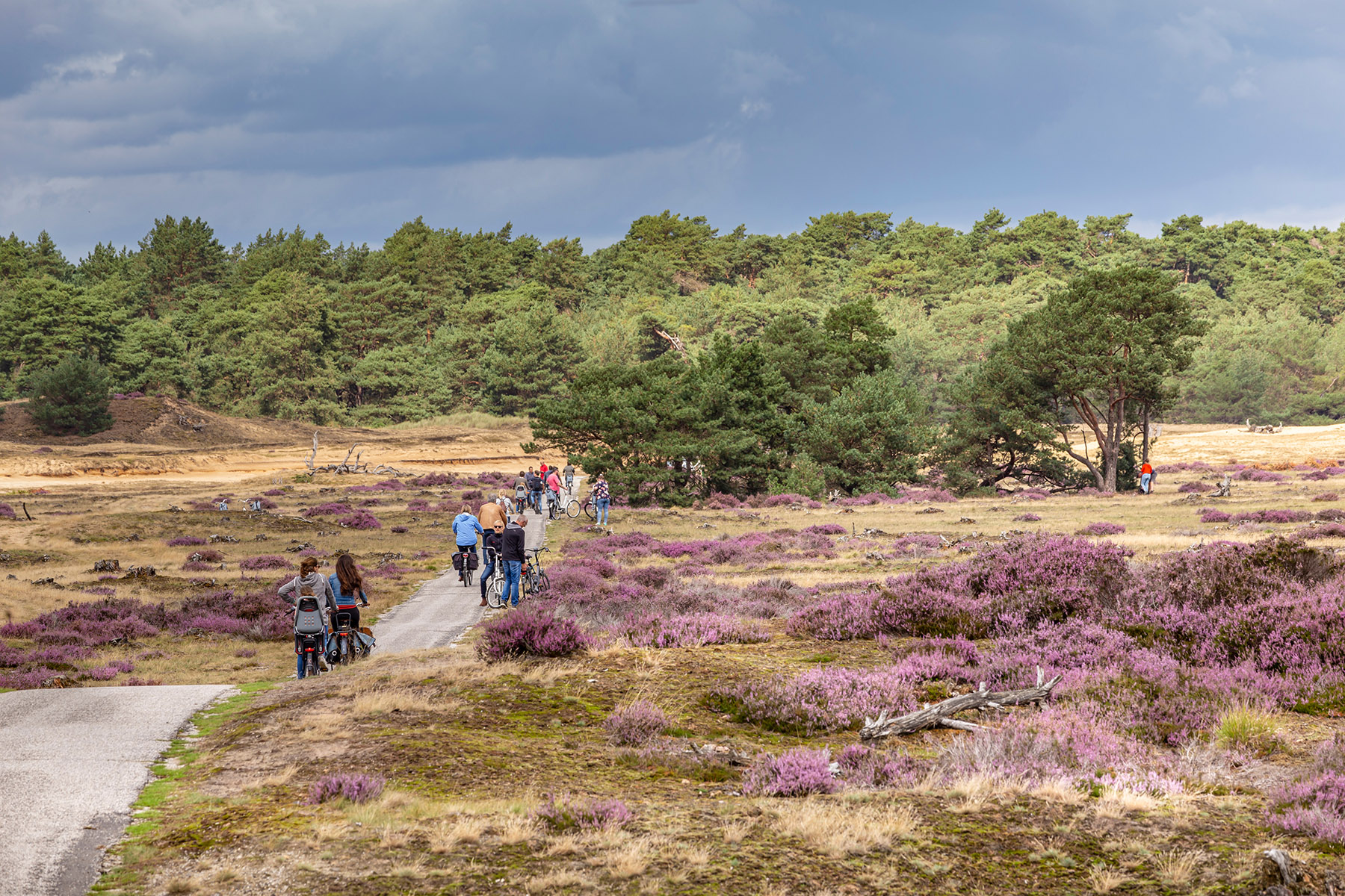 Cyclists in the Hoge Veluwe National Park in the Netherlands