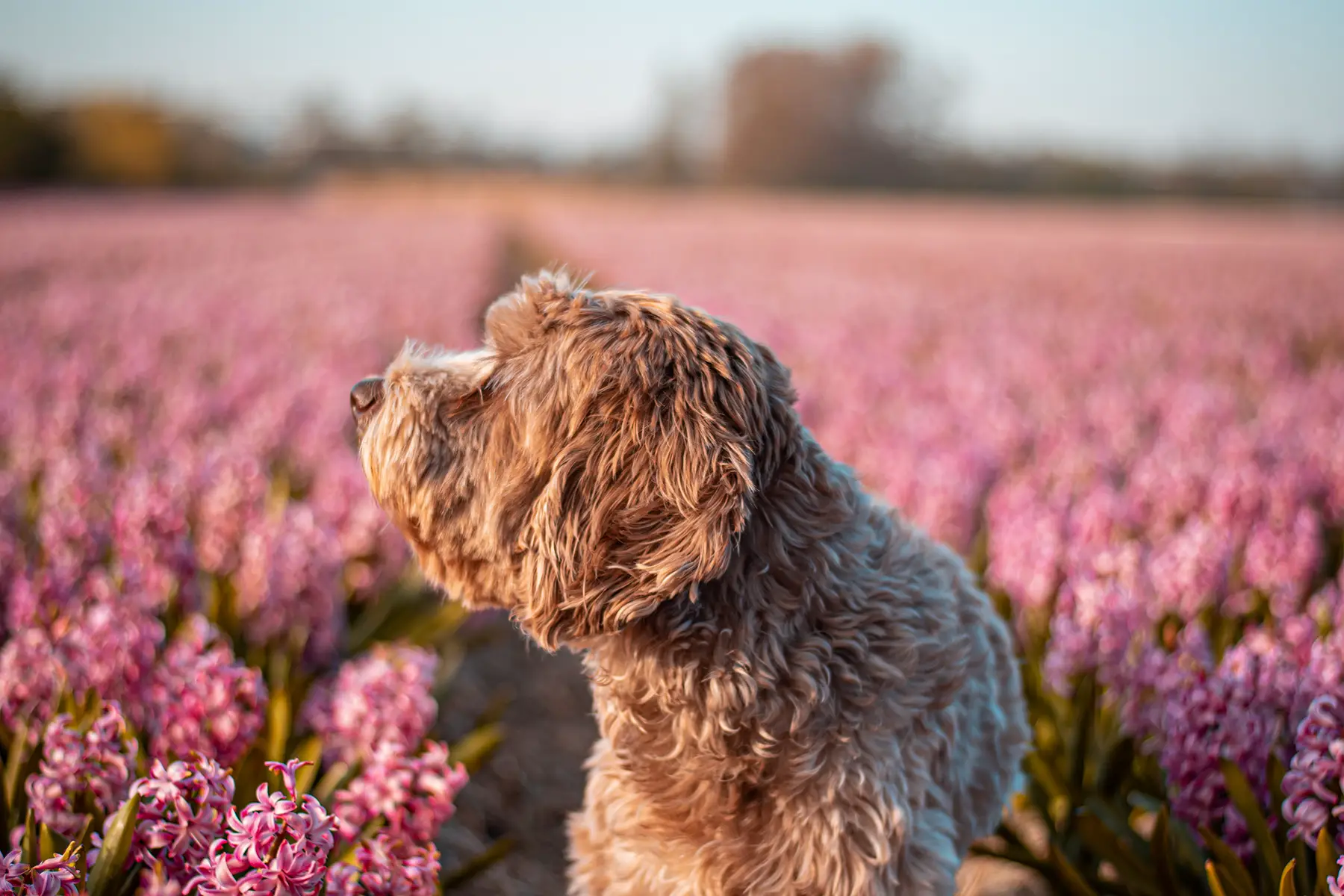 Dog in a tulip field