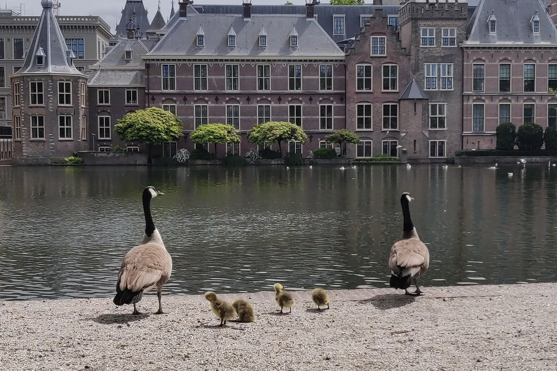 Geese by the Hofvijver, a pond next to Parliament in The Hague