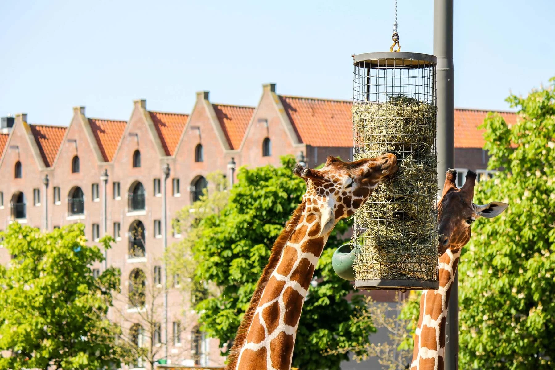 A giraffe at the Artis Zoo in the Plantage neighborhood of Amsterdam