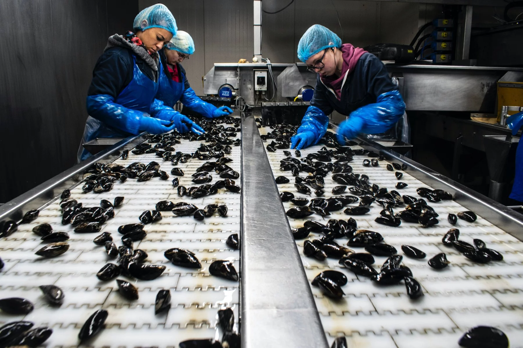 Three factory workers sorting mussels - must earn the minimum wage or above