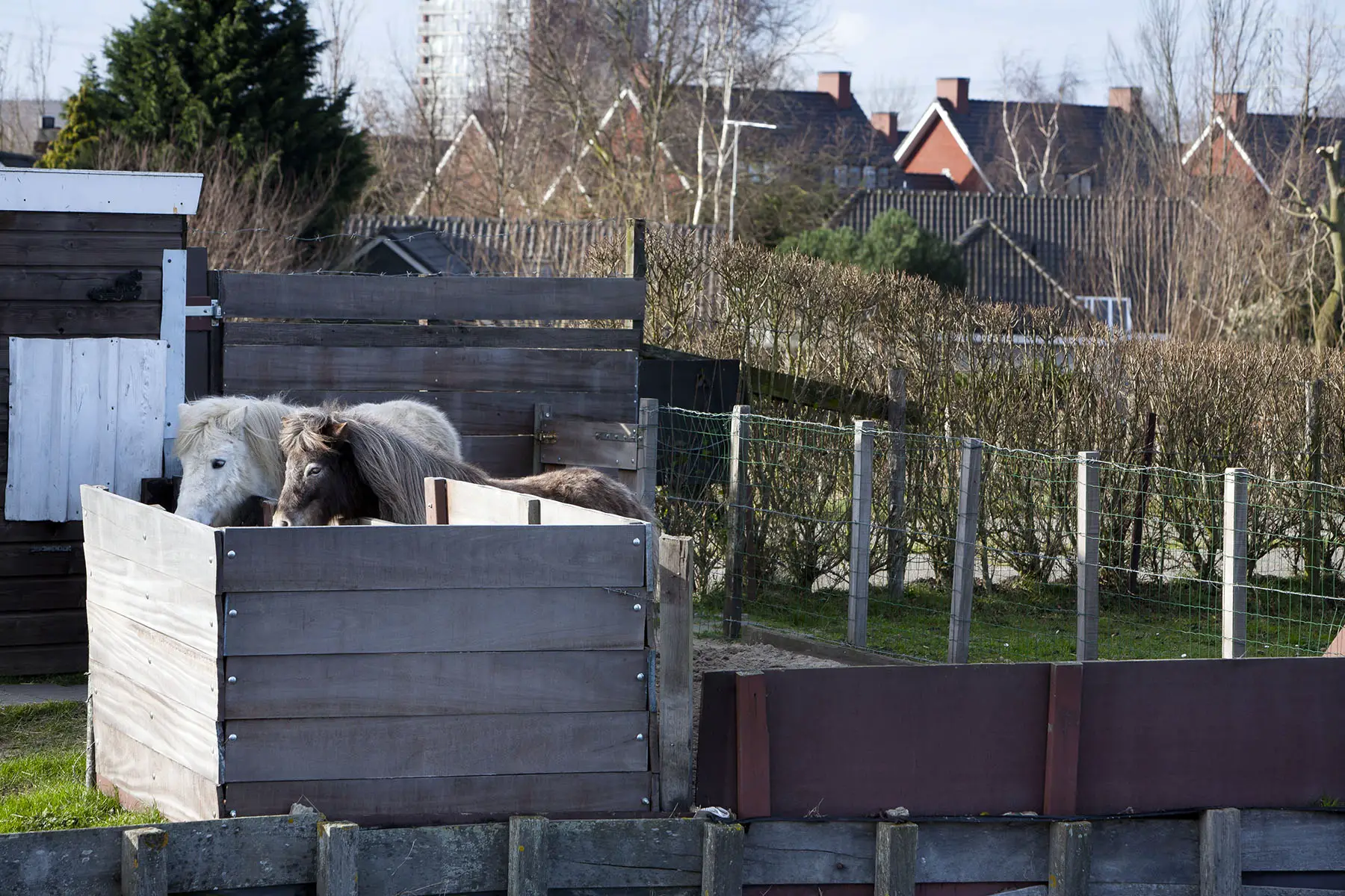 One brown and one white pony standing outside a tiny stable in a residential district.