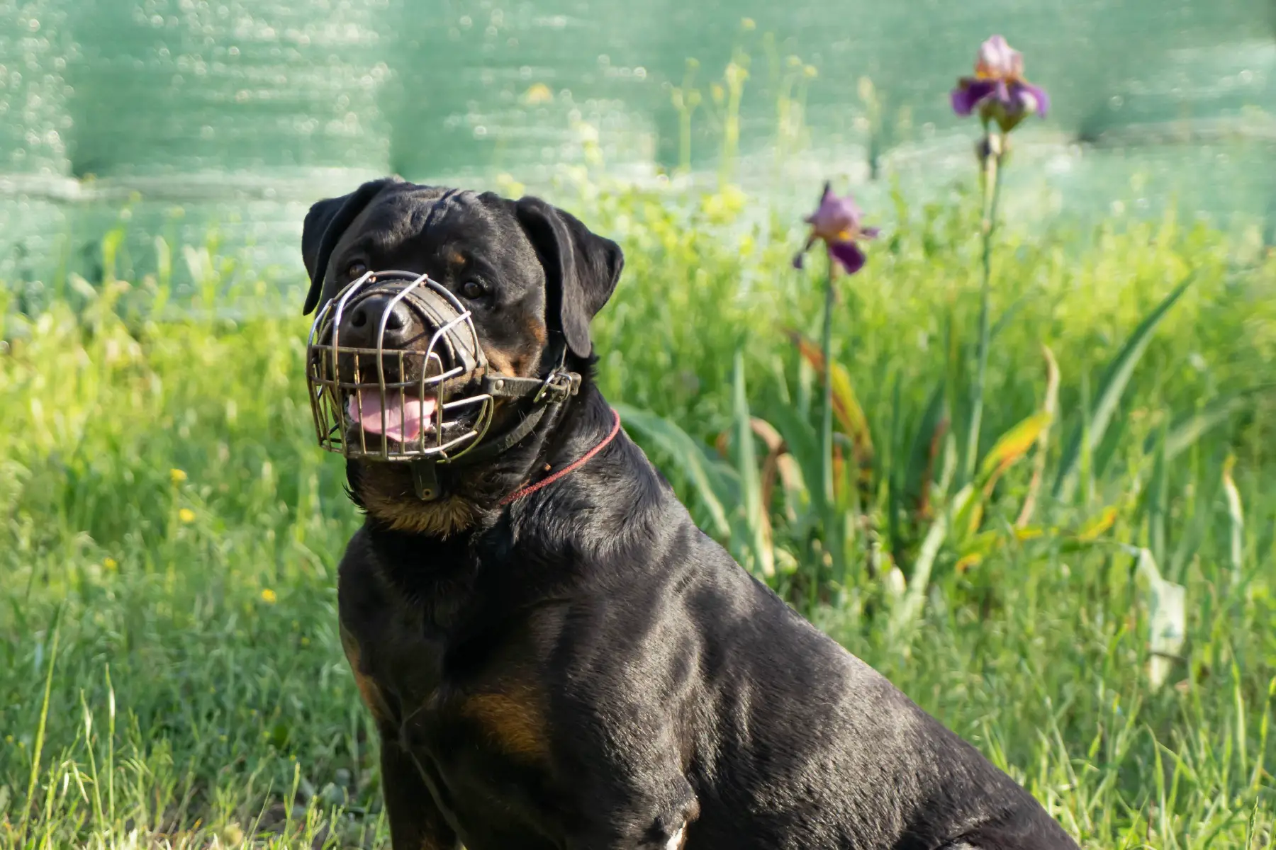 Portrait of an adult Rottweiler dog wearing a metal muzzle sitting by a lake on a sunny day.