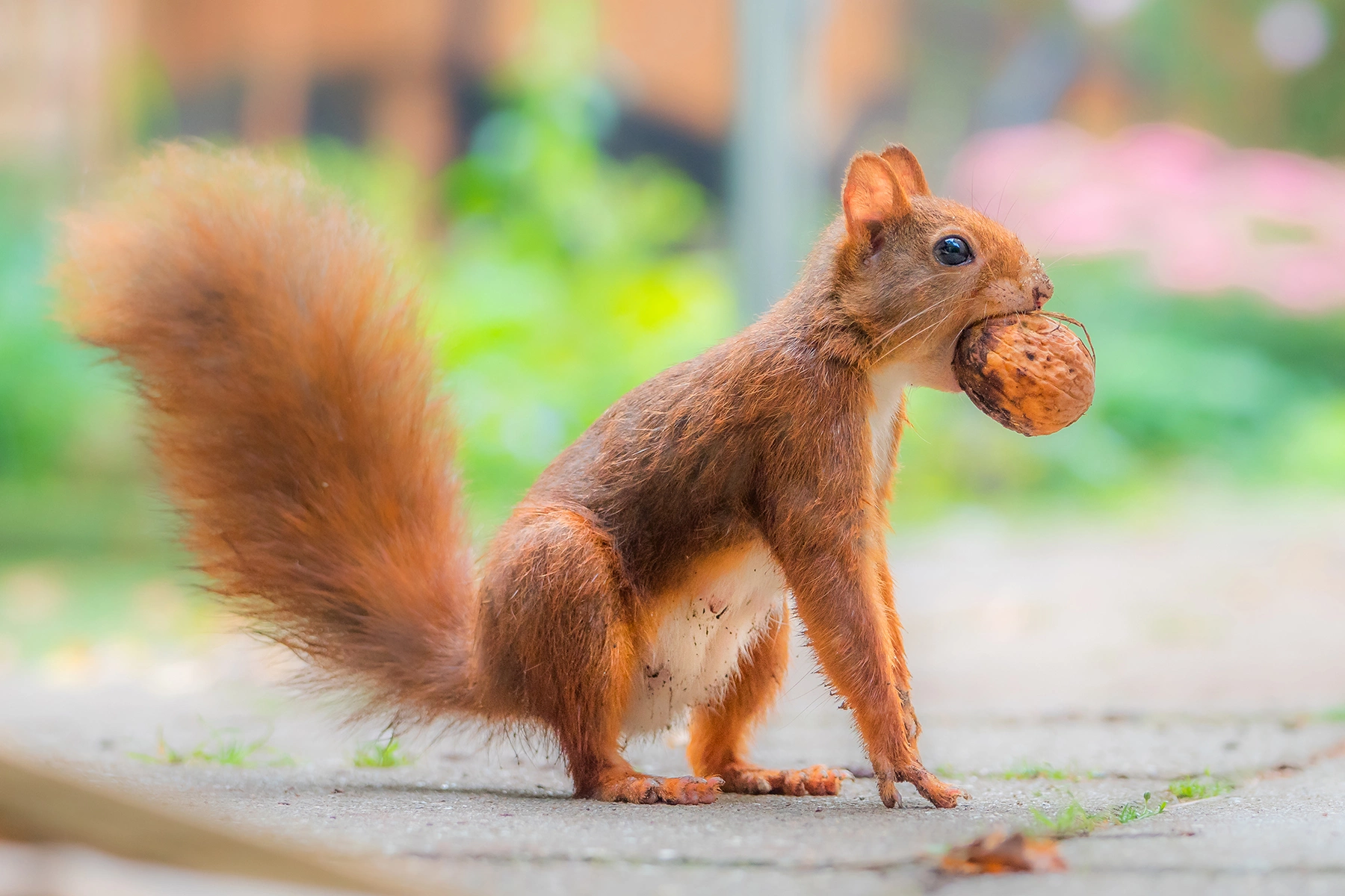 A red squirrel with an acorn in its mouth