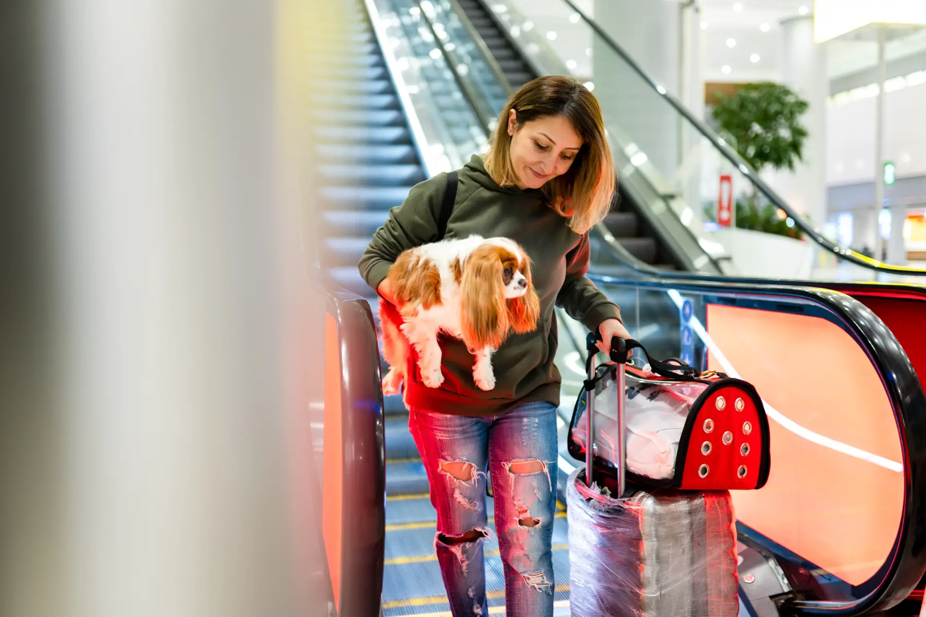 a woman carrying her Cavalier King Charles Spaniel under one arm and her luggage in the other hand as she rides down an airport escalator 