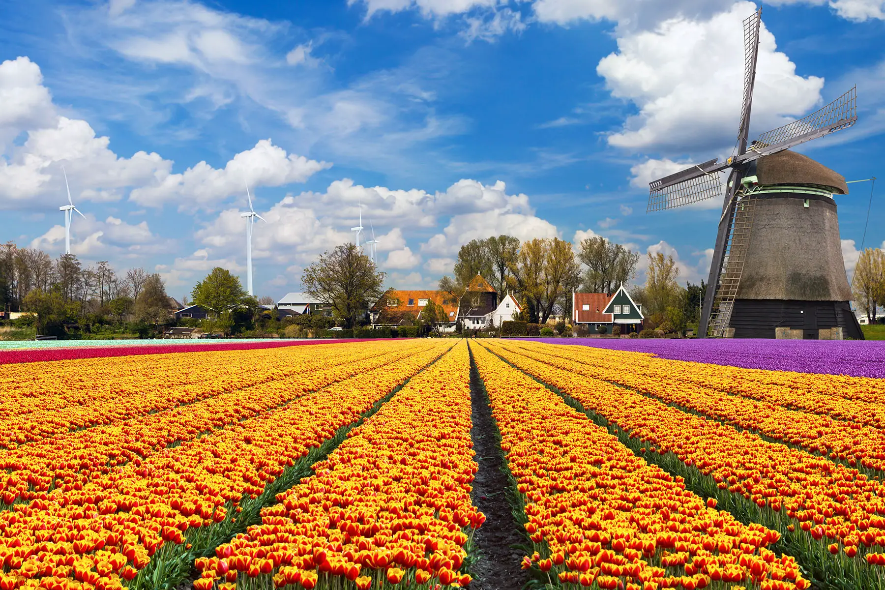 Tulip fields in front of a windmill in the Netherlands