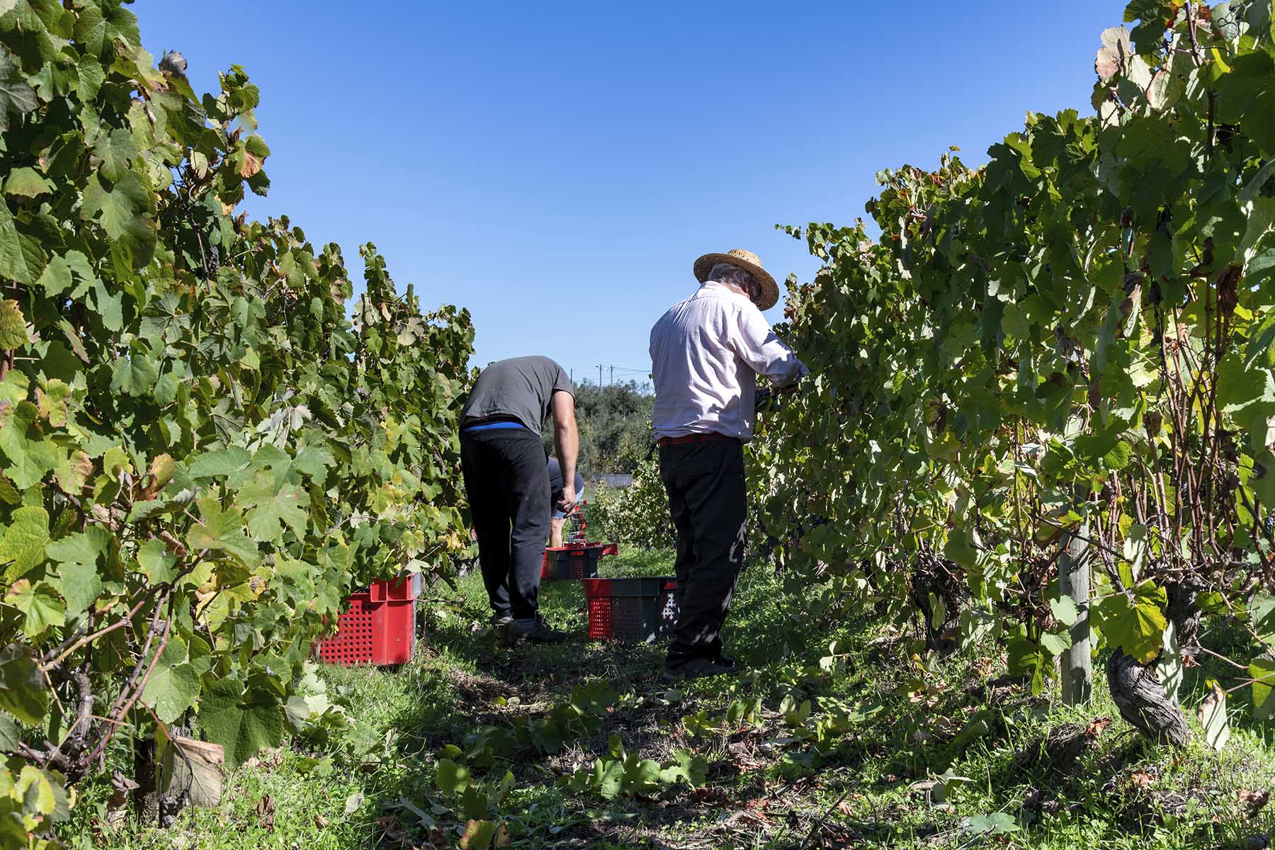Three men standing between rows of grapevines, busy harvesting grapes into red fruit boxes on the ground.
