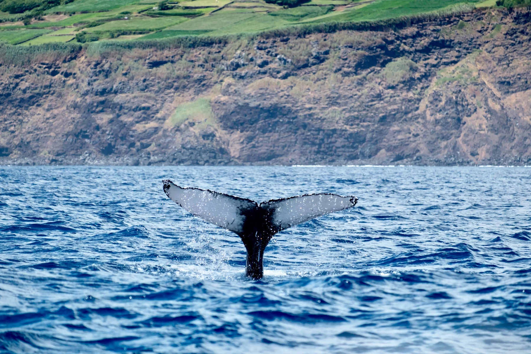 A whale fin spotted in the Azores