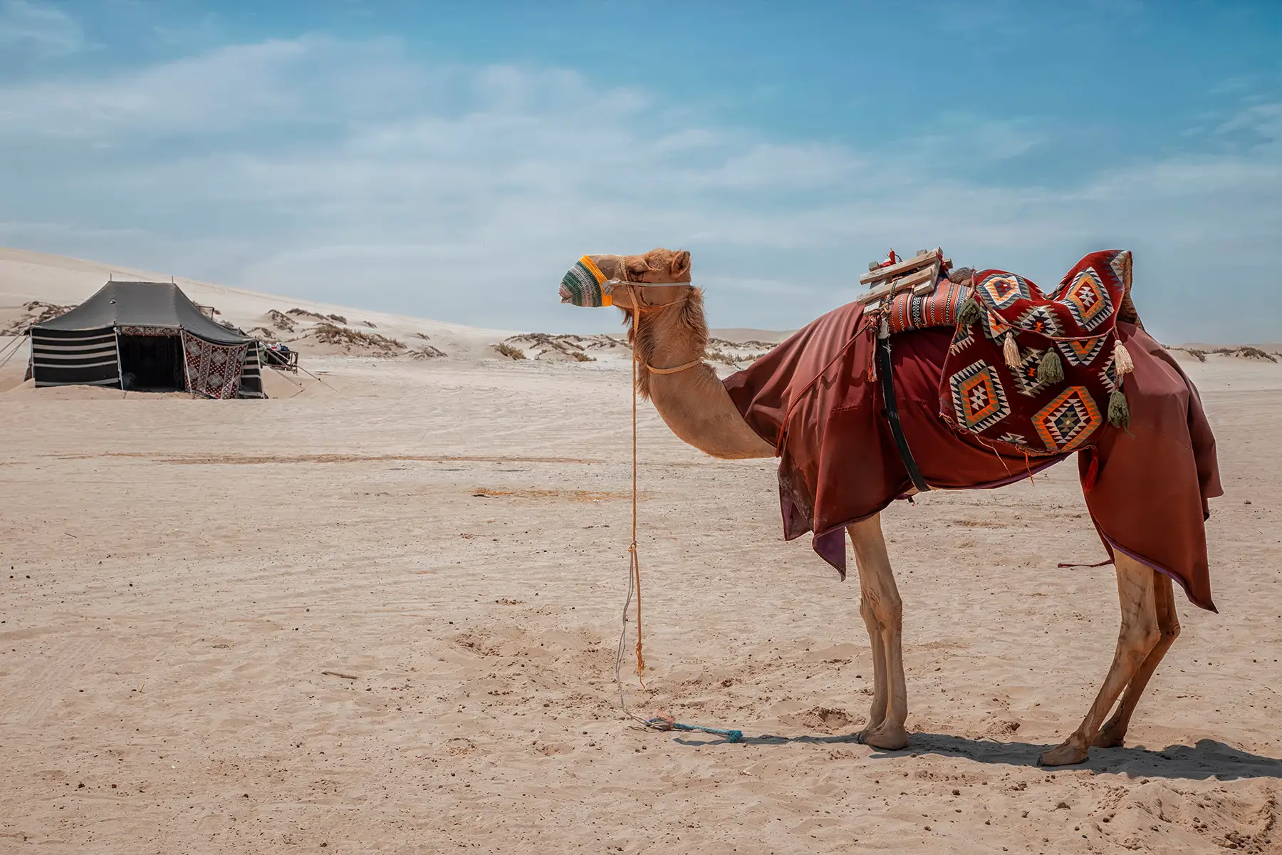A camel and a Bedouin tent in Qatar