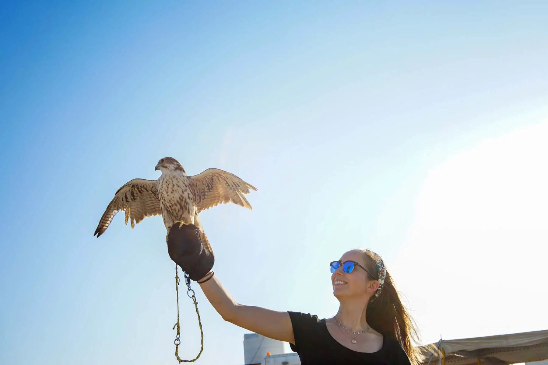 woman holding up a falcon in qatar