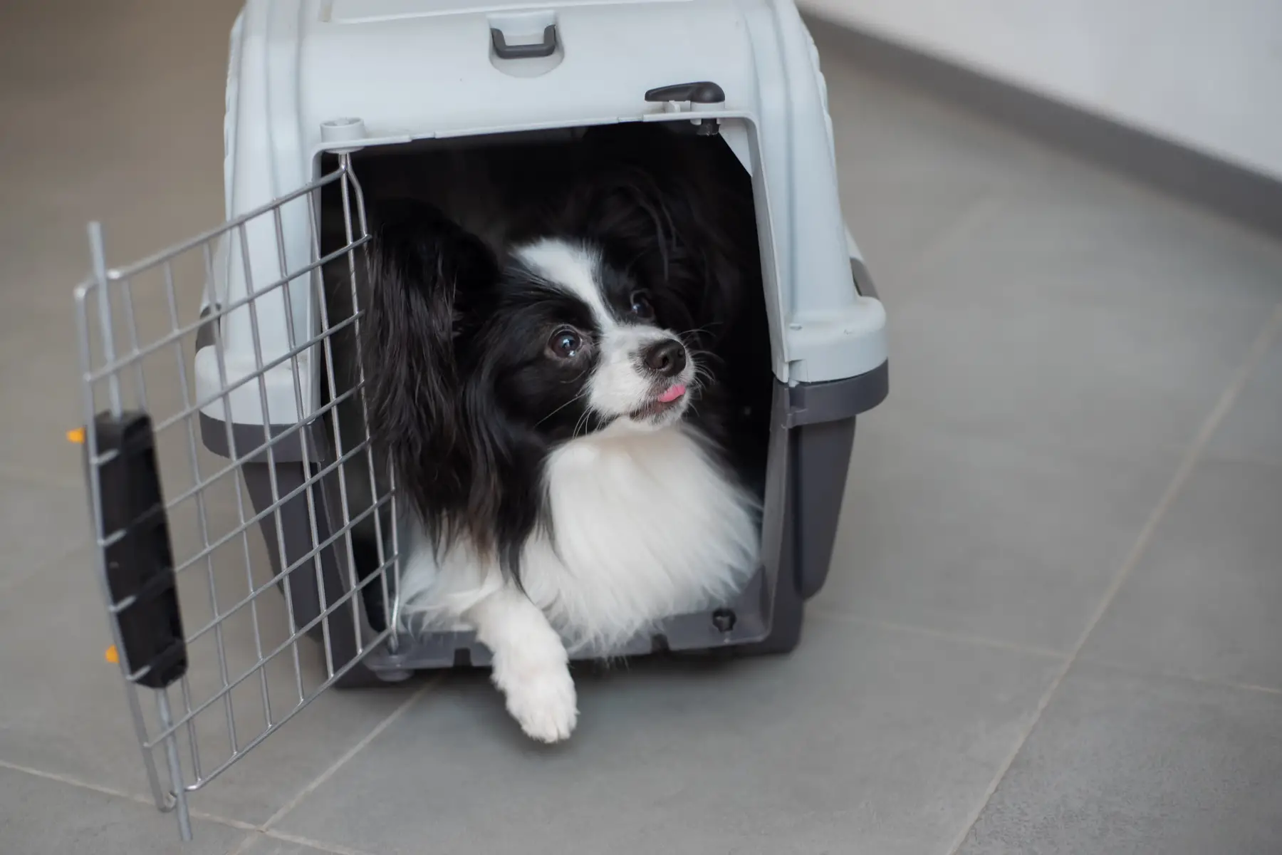 a dog being imported in a pet carrier