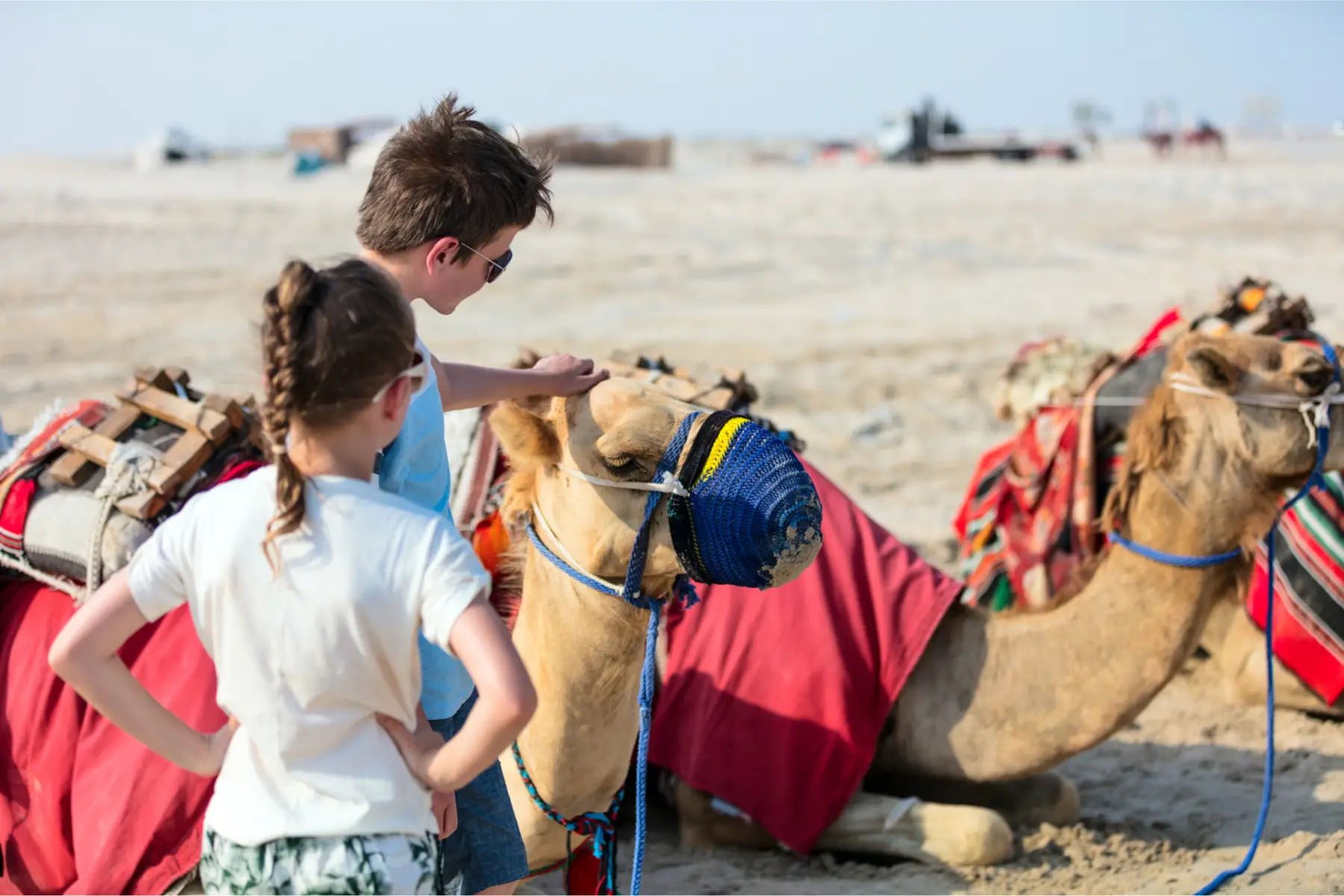 expat kids pet camels in Qatar