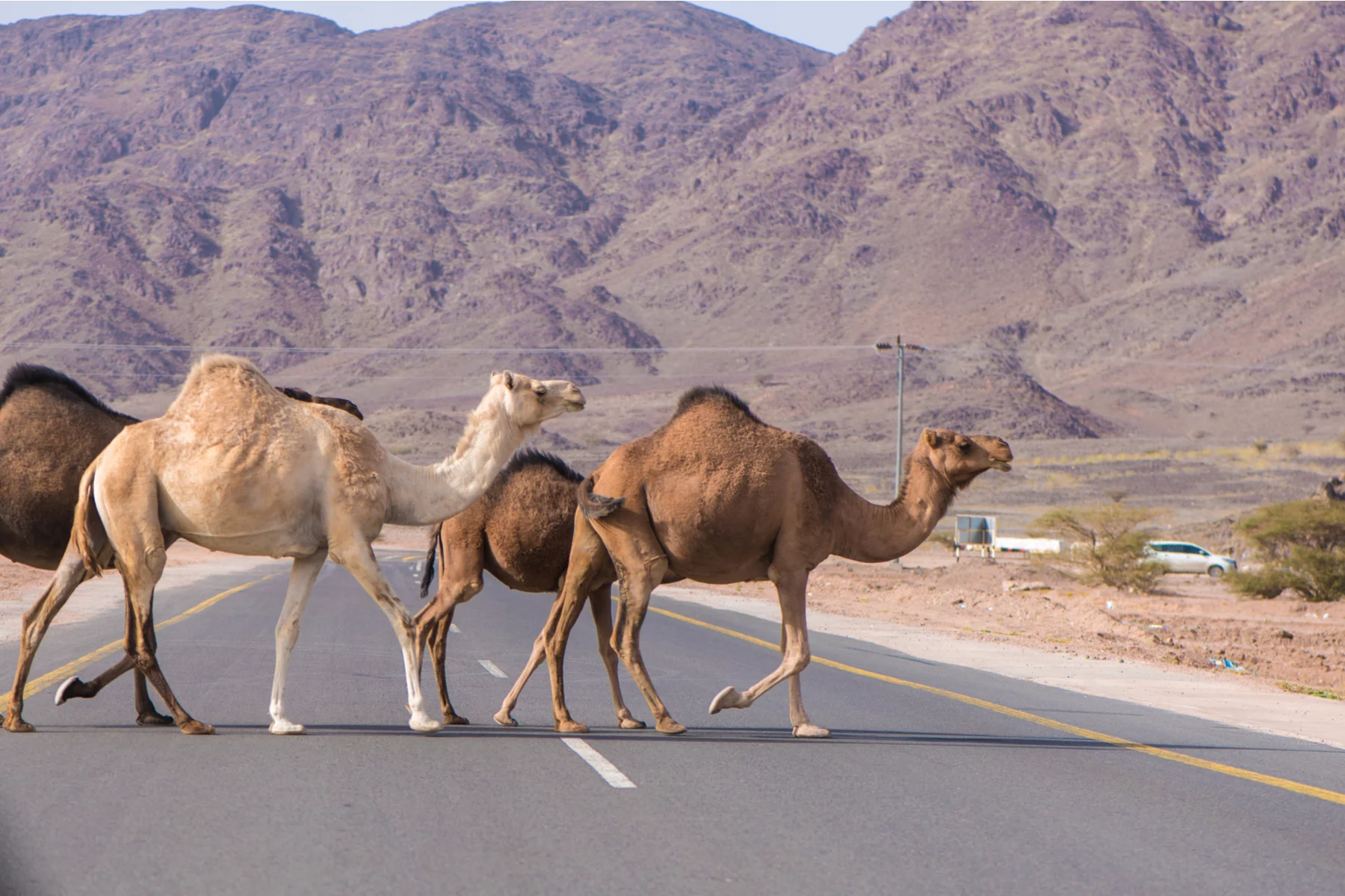 Camels crossing a Saudi Arabian road