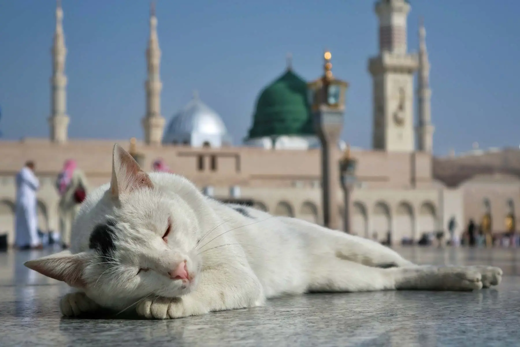cat lazing in the sun in front of mosque in Saudi Arabia