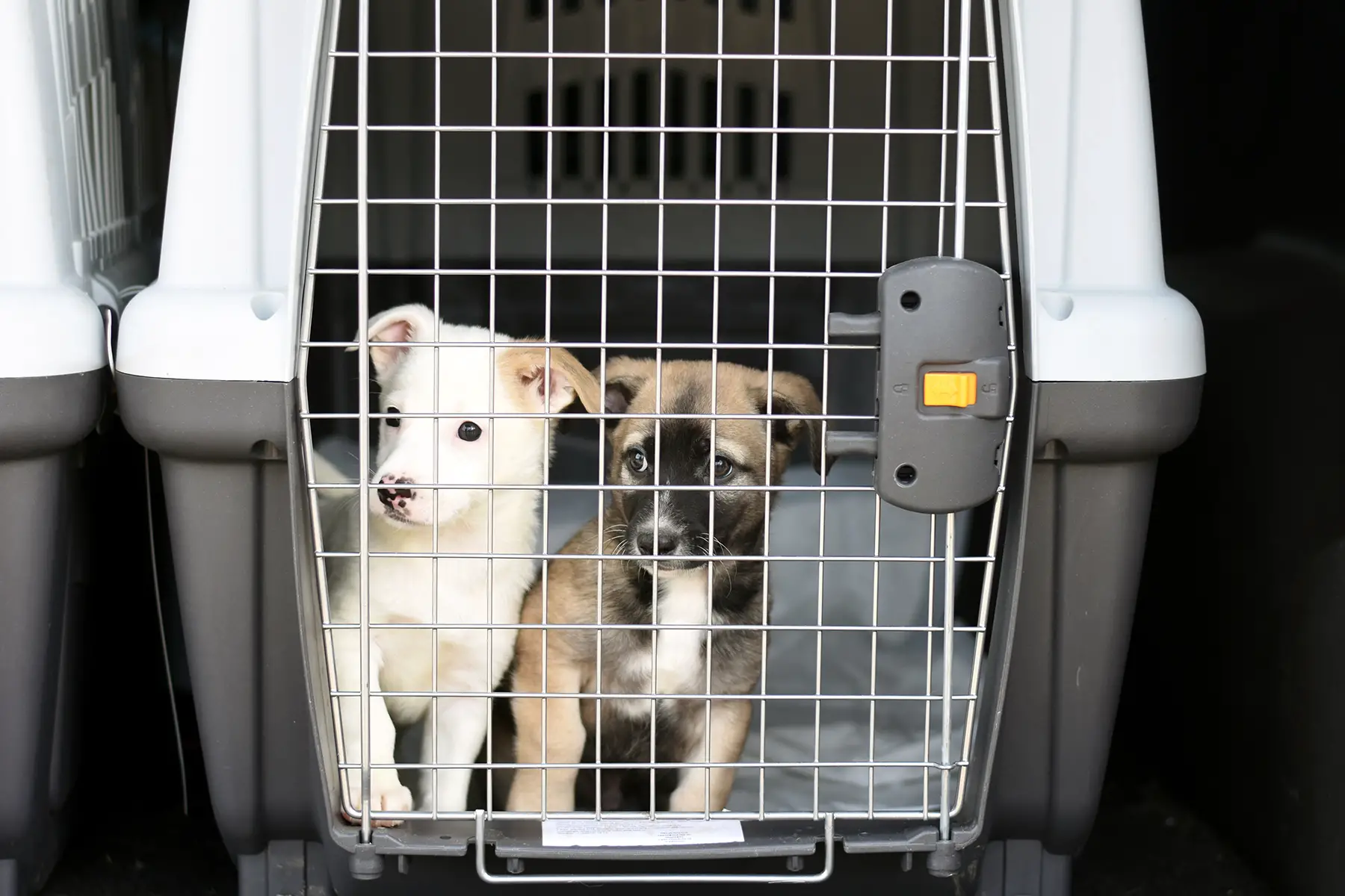 removals Saudi Arabia: two puppies in a travel container for transporting animals