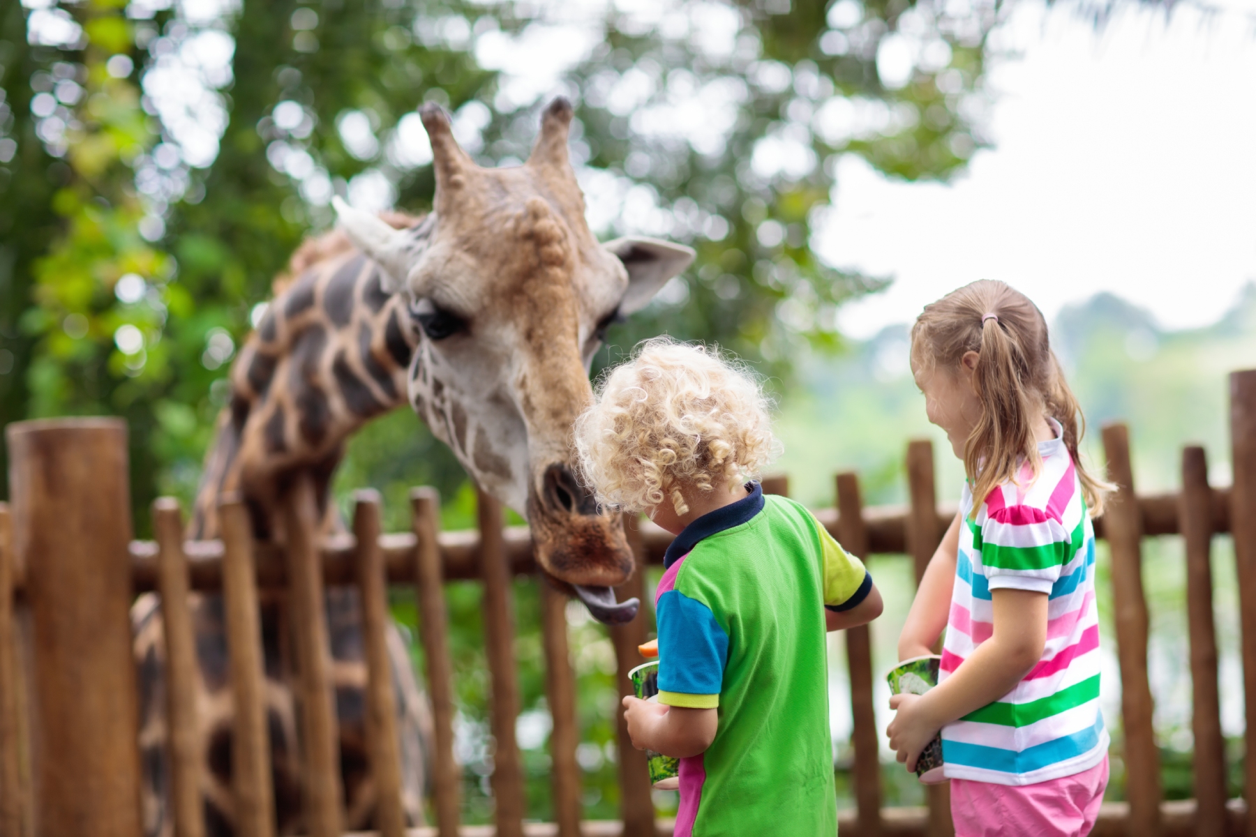 Two children feeding a giraffe at a zoo in Singapore