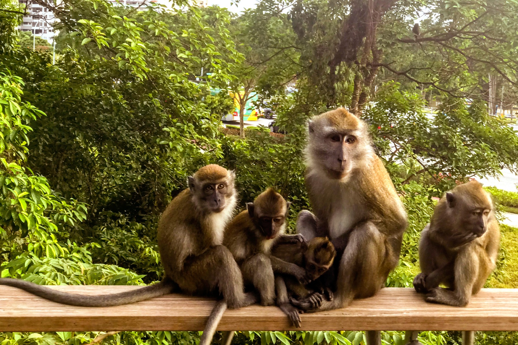 A family of long-tailed macaque monkey sitting on a wooden fence at Bukit Timah Nature Reserve