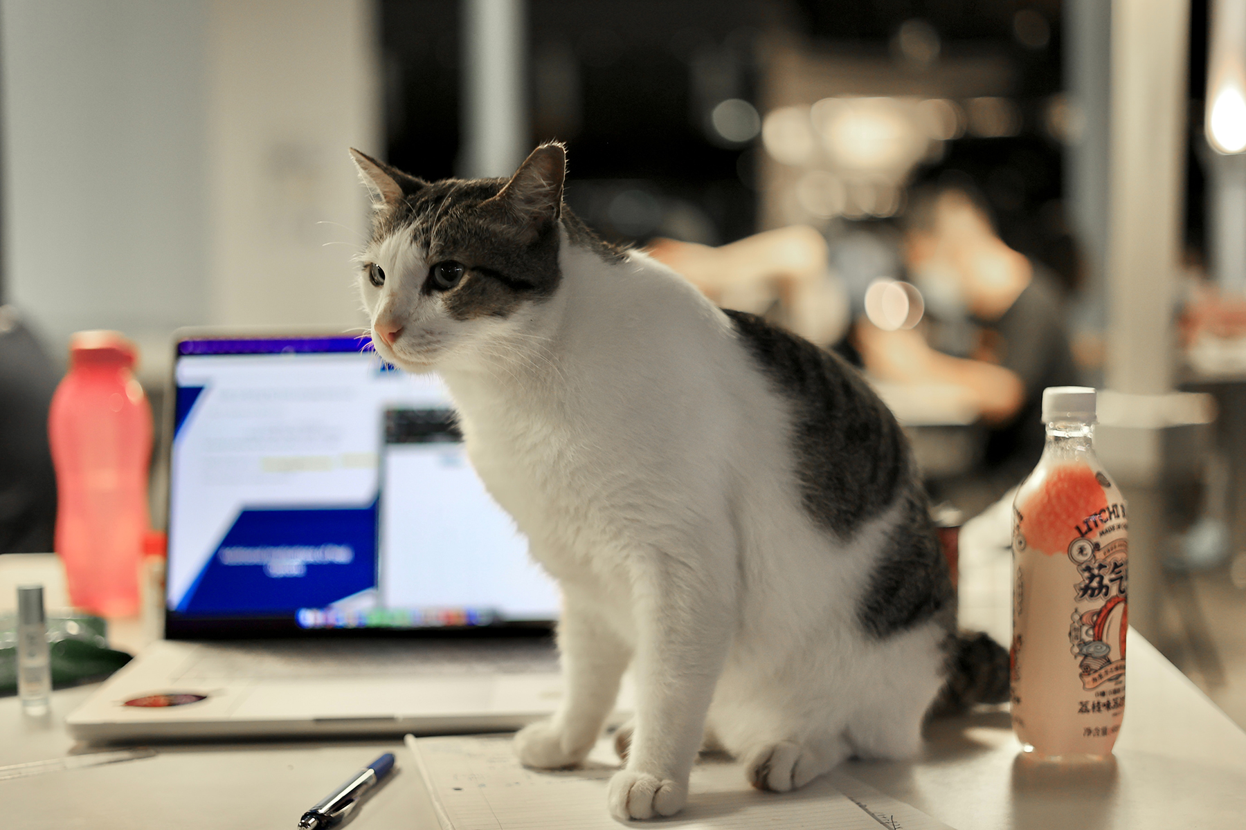 A cat sitting on a desk in front of a laptop