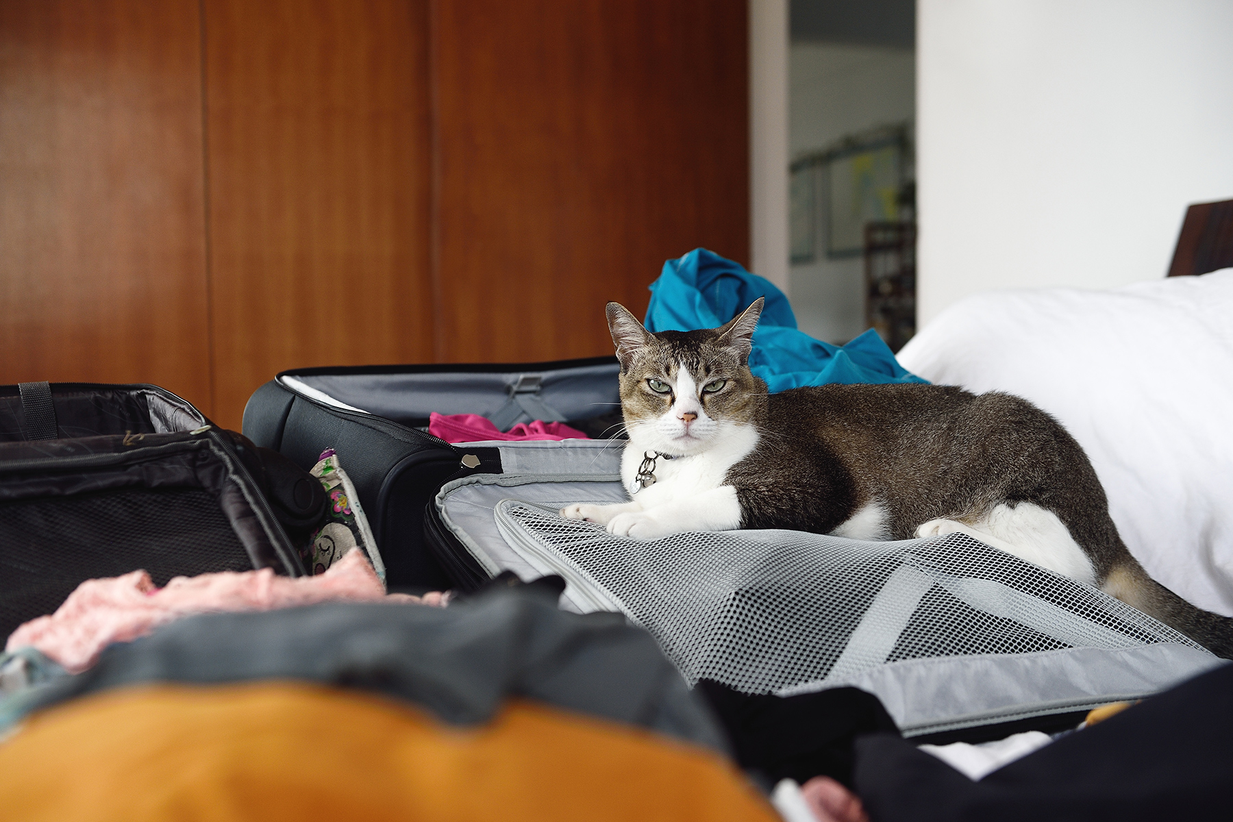 A cat sitting on one side of an open, packed suitcase