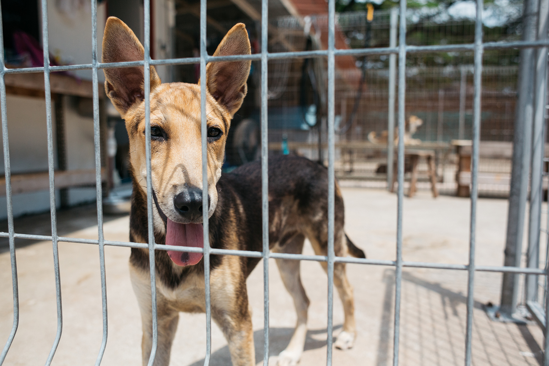Dog behind a fence at a shelter