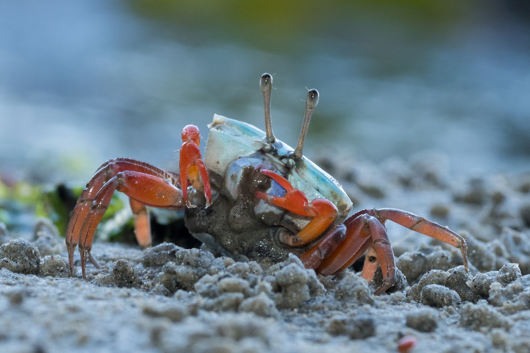 Close-up of a female fiddler crab