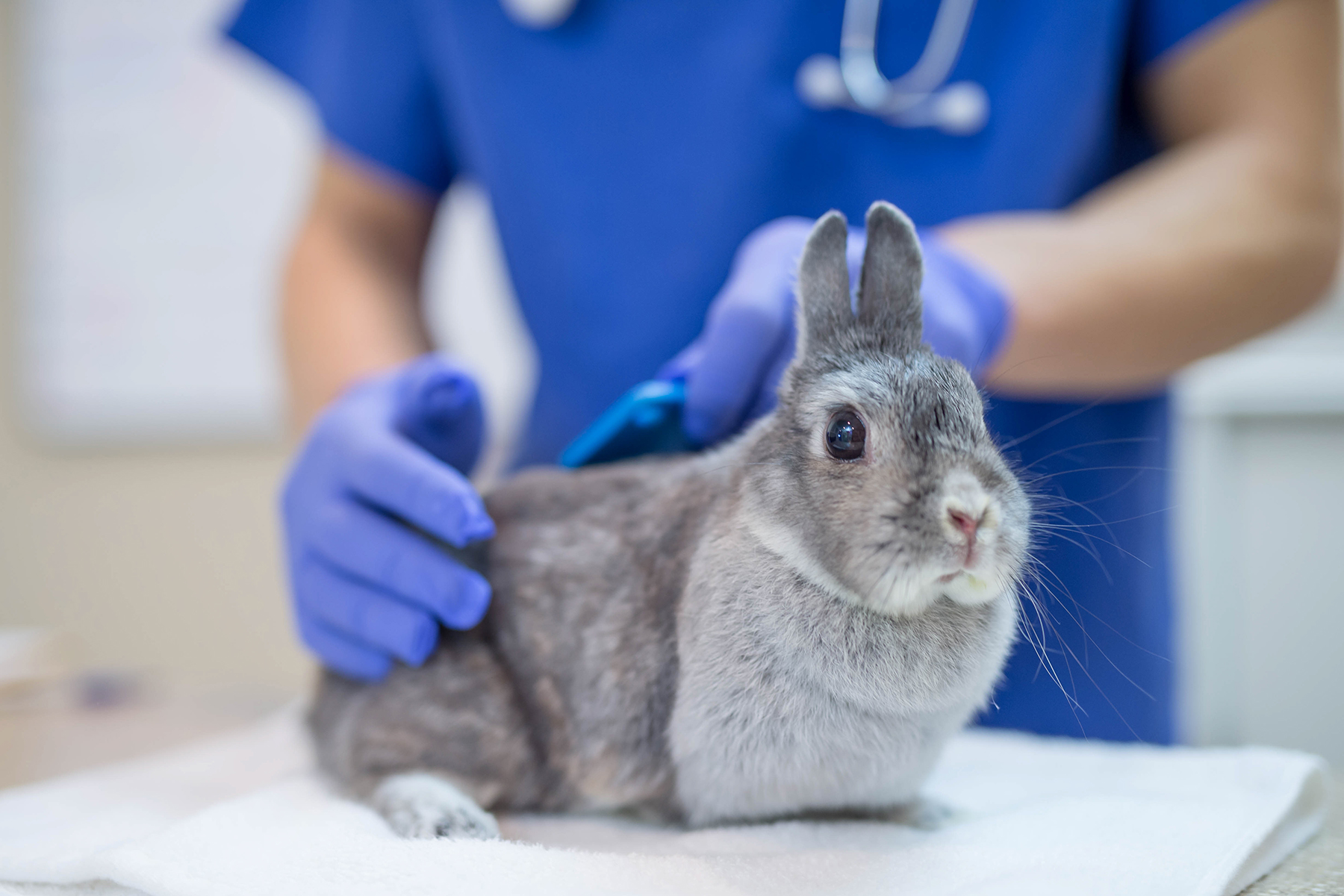 Close up of a rabbit being handled by a vet