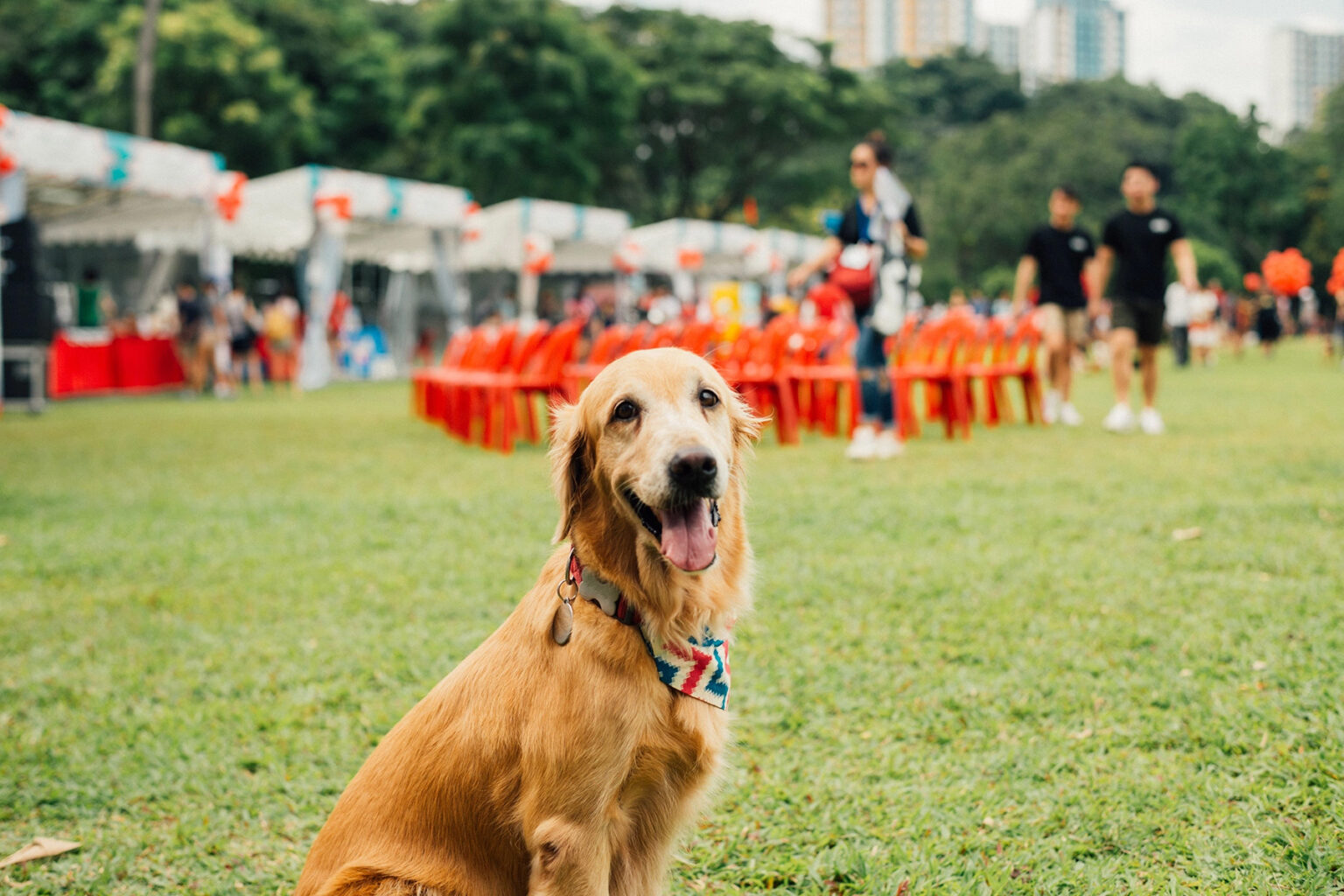 Adorable dog in a field at an event