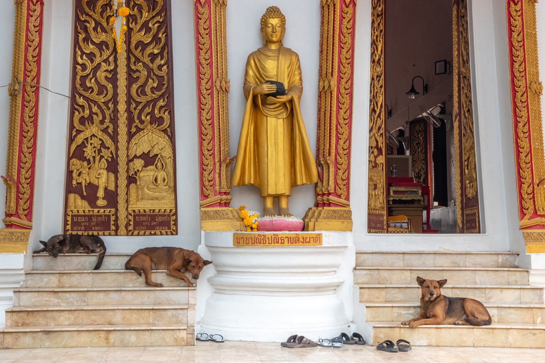 three stray dogs laying on the steps of a temple in Thailand, where a golden buddha statue sits above them
