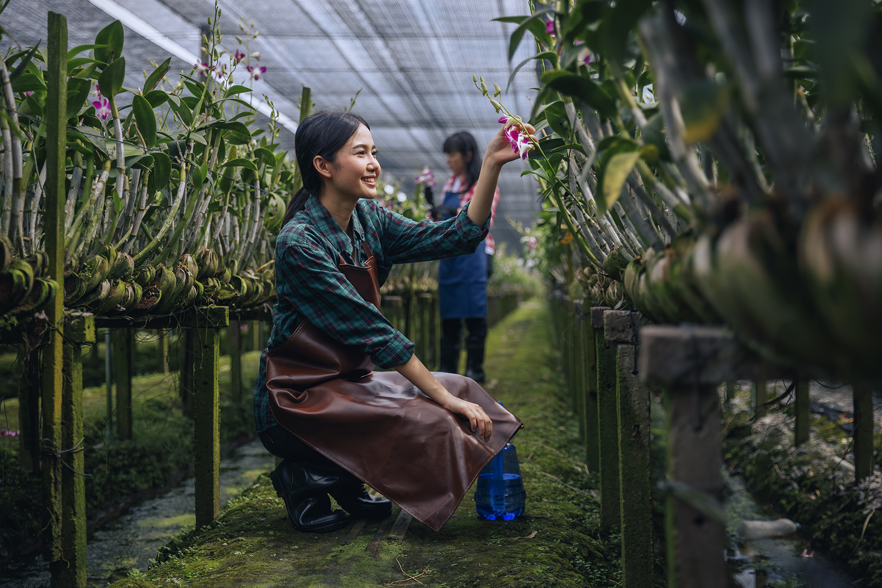 An agriculture student kneels on the ground in a greenhouse and inspects young orchid plants